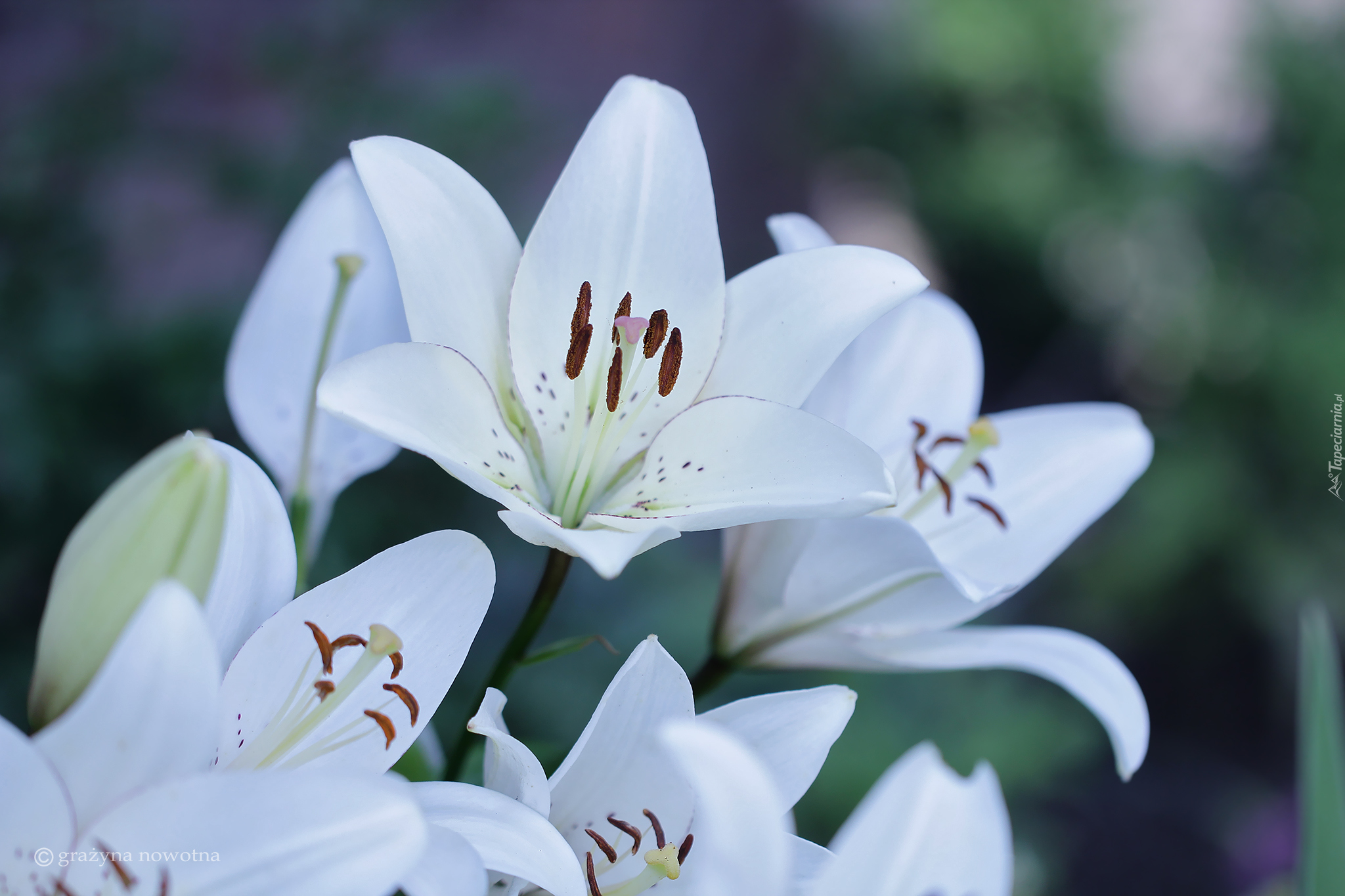 Lilie białe, Kwiaty, Pręciki