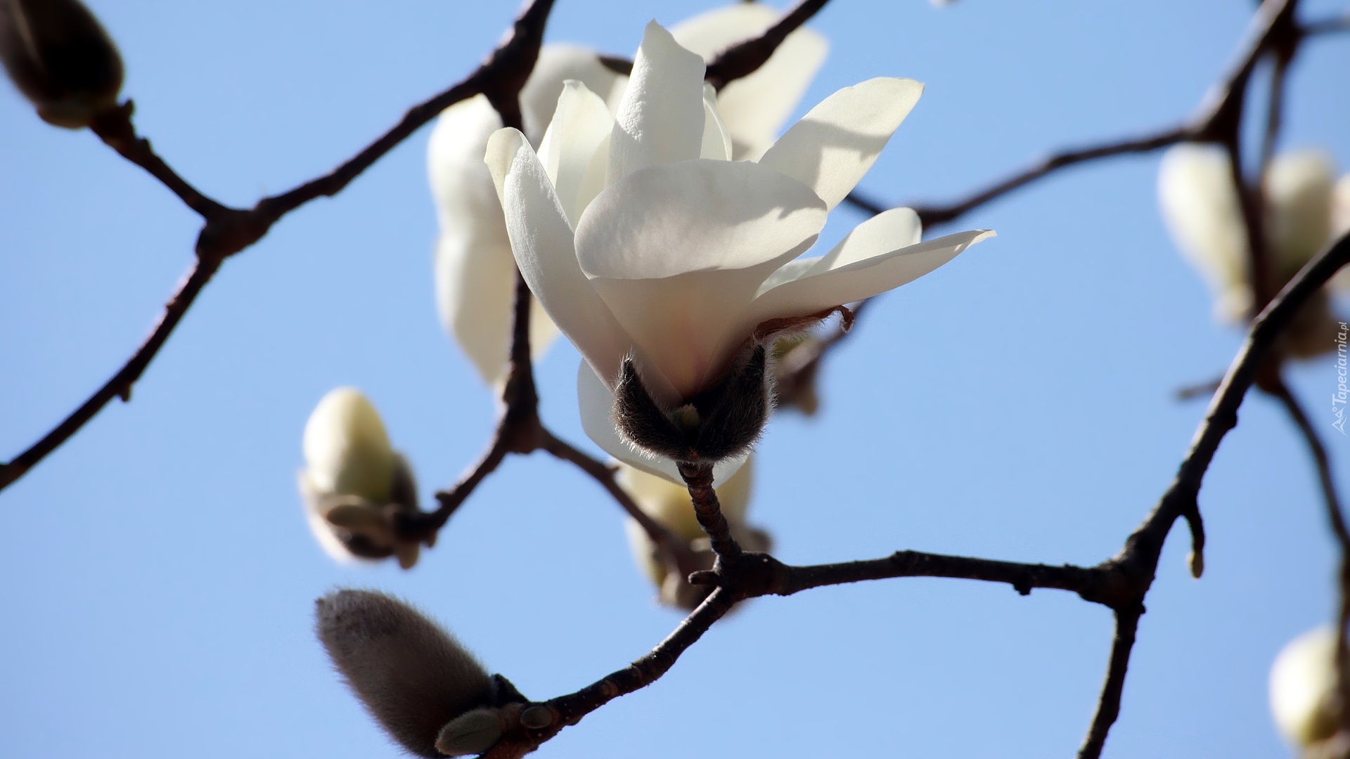 Gałązka, Biała, Magnolia