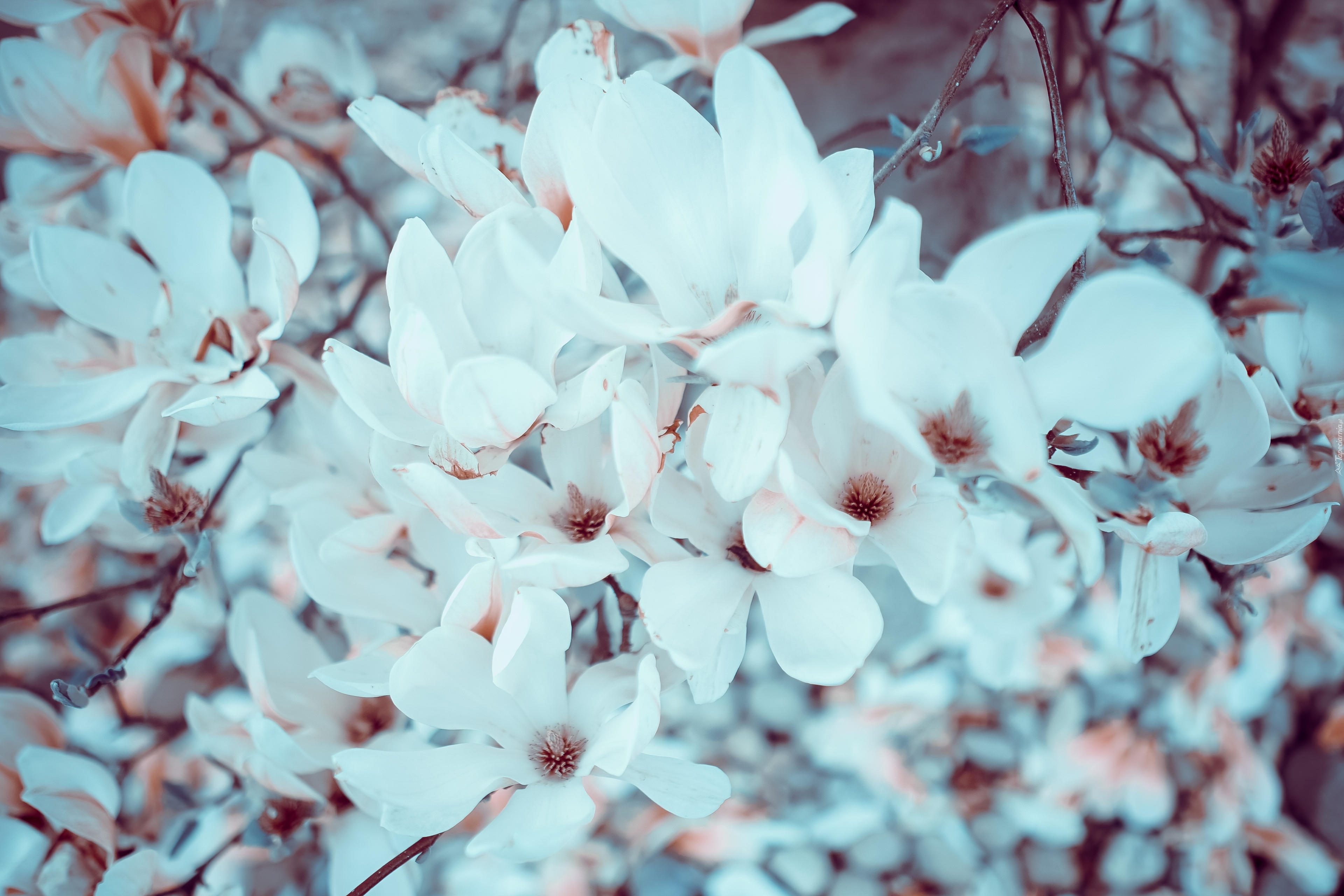 Kwiaty, Białe, Magnolie