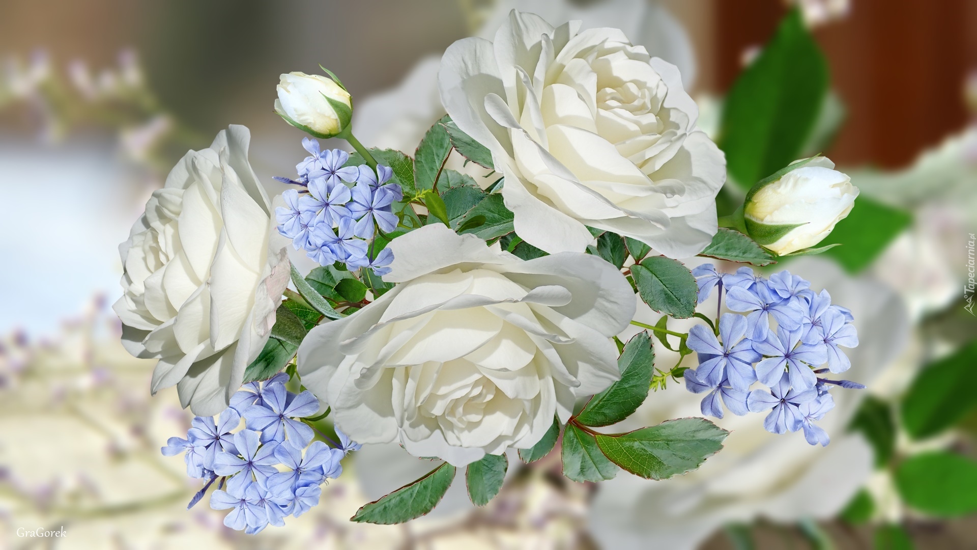 Białe, Róże, Niebieskie, Kwiatki, Grafika