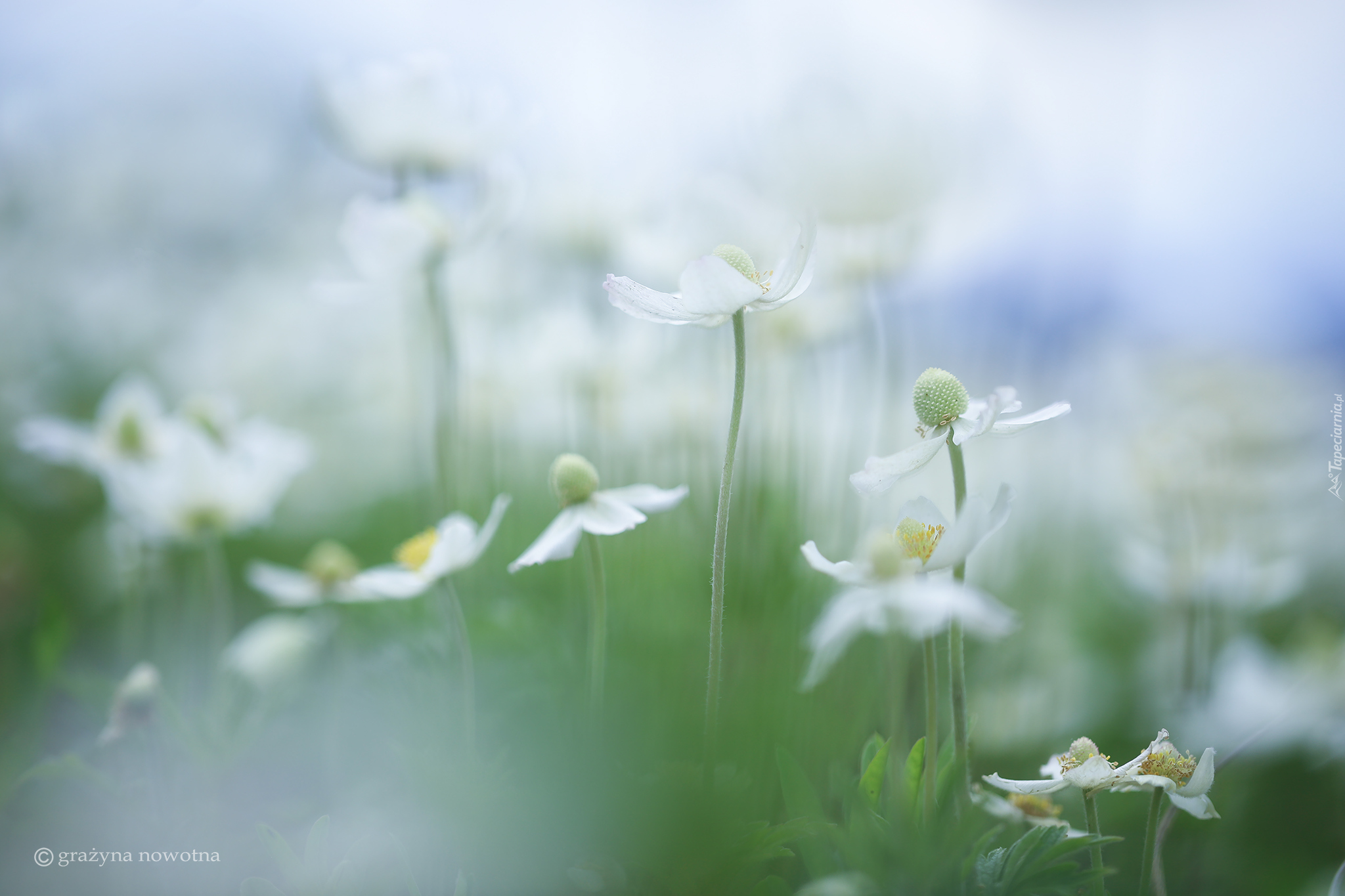 Zawilce wielkokwiatowe, Białe, Kwiaty
