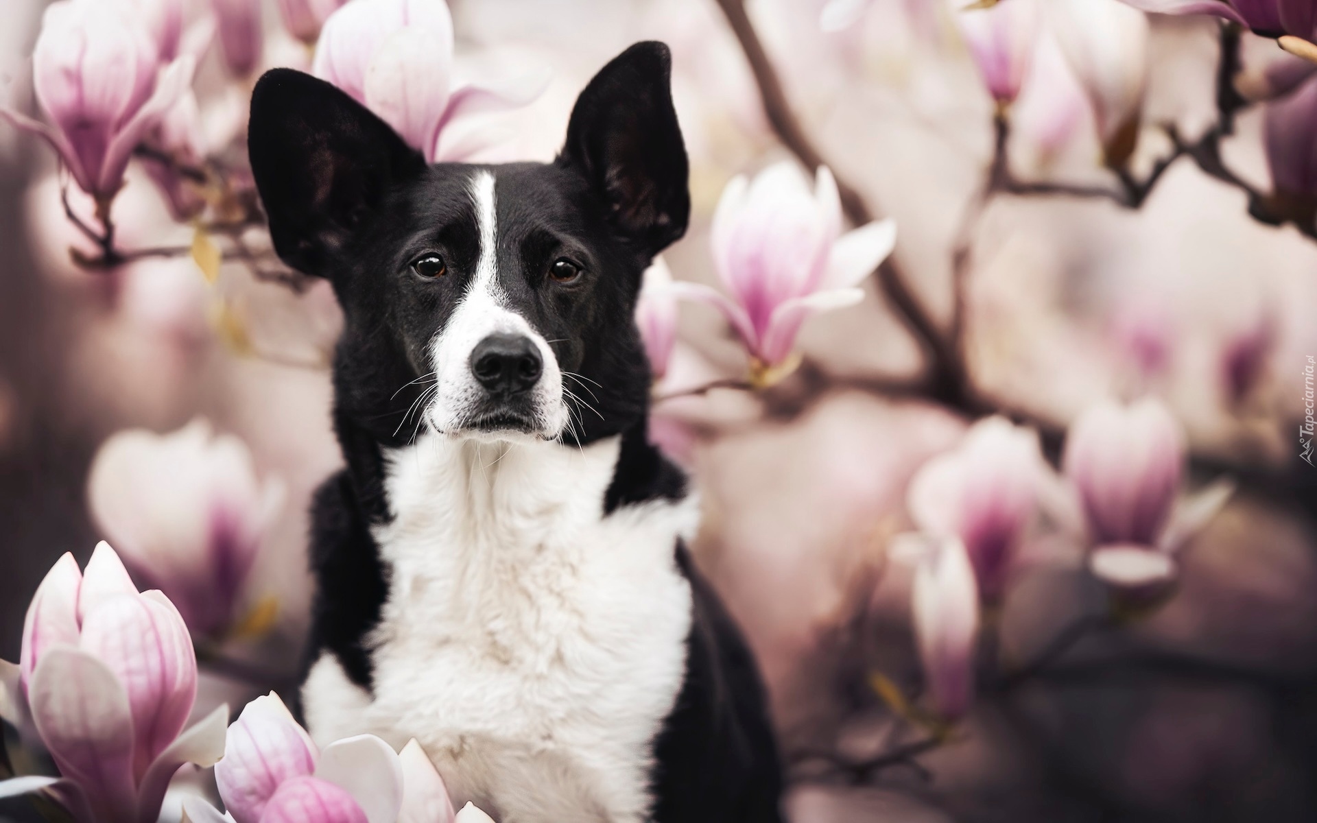 Pies, Border collie, Kwiaty, Magnolie
