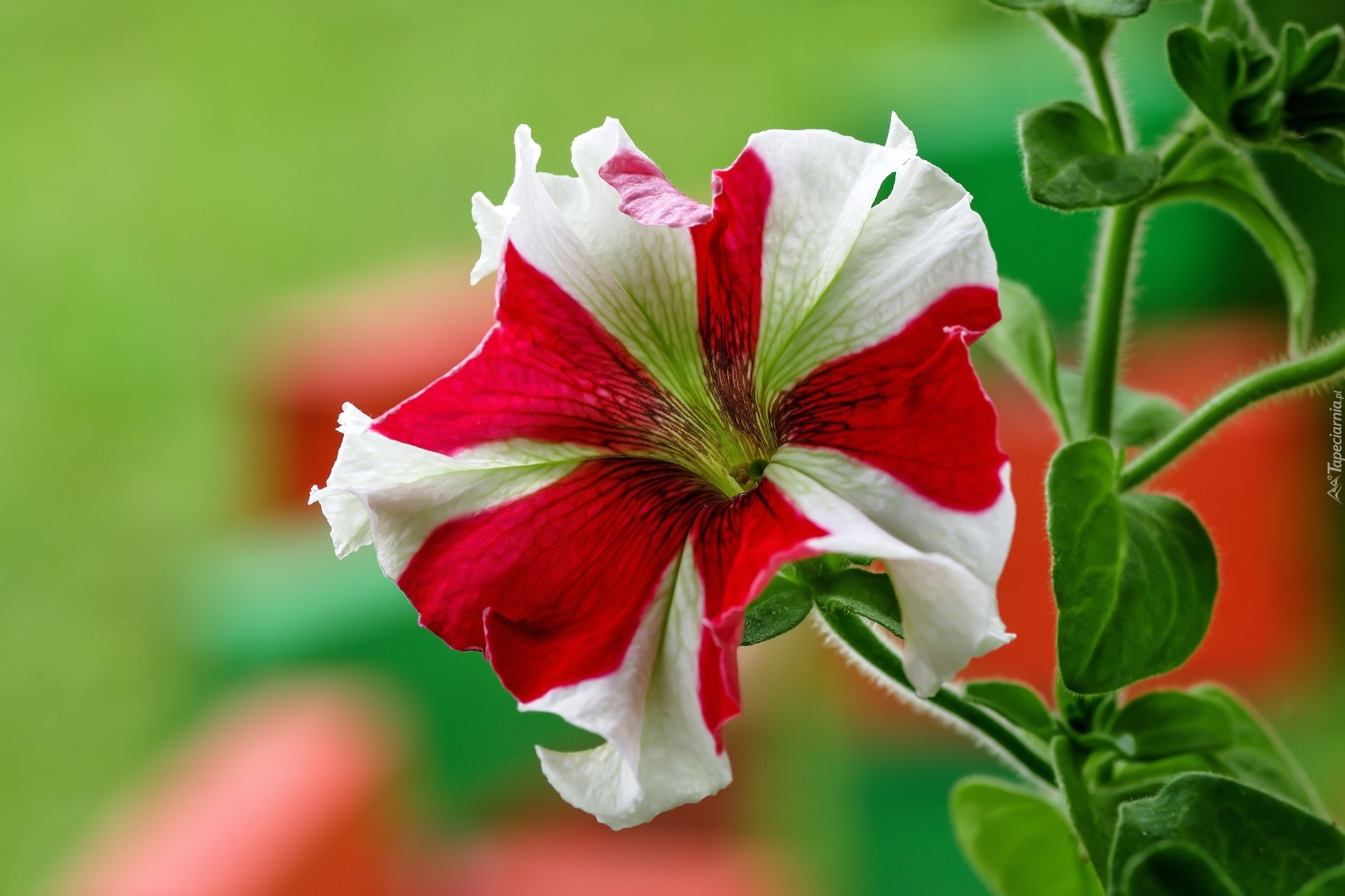 Kwiat, Biało-czerwona, Petunia