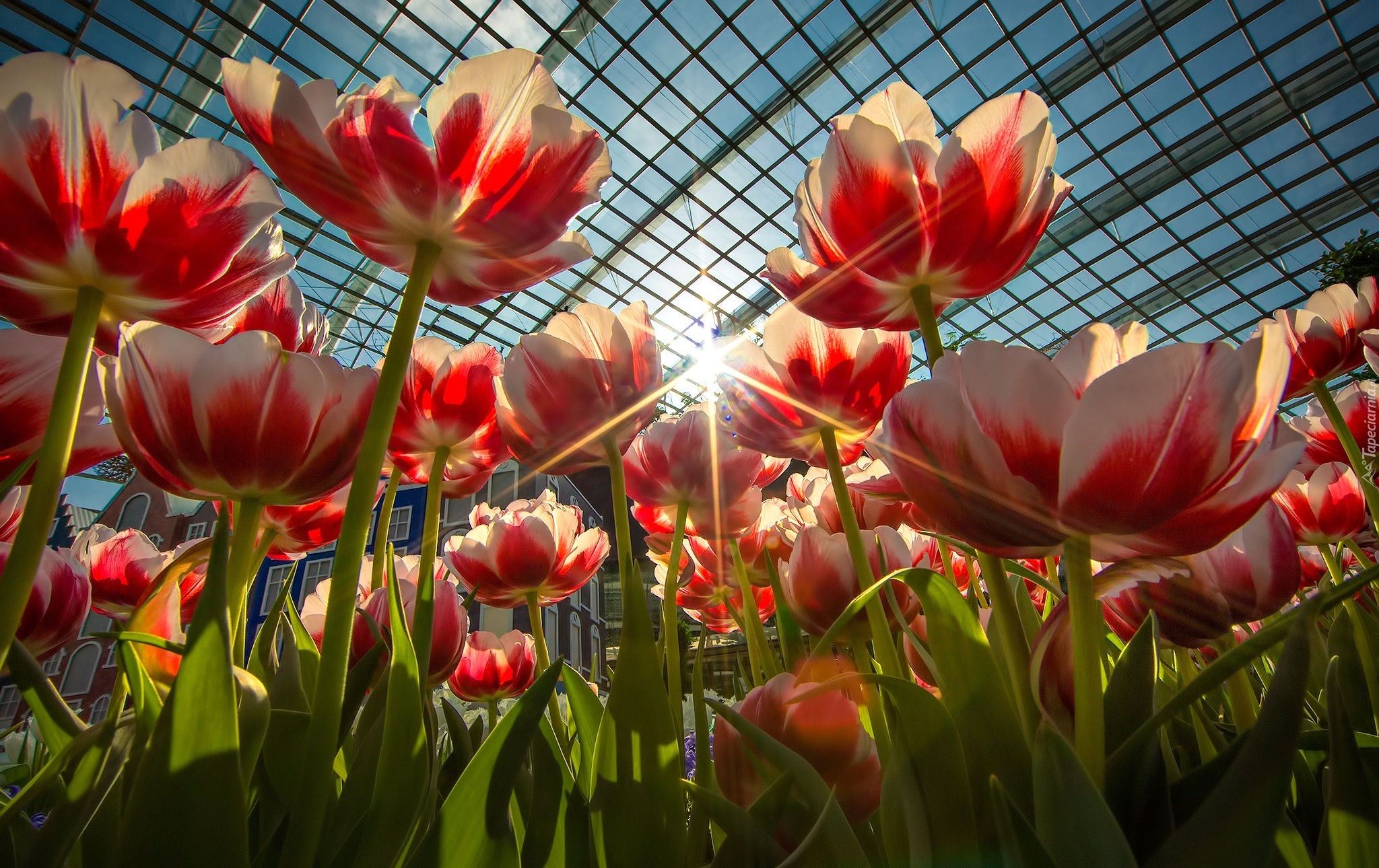 Tulipany, Szklarnia, Promienie słońca