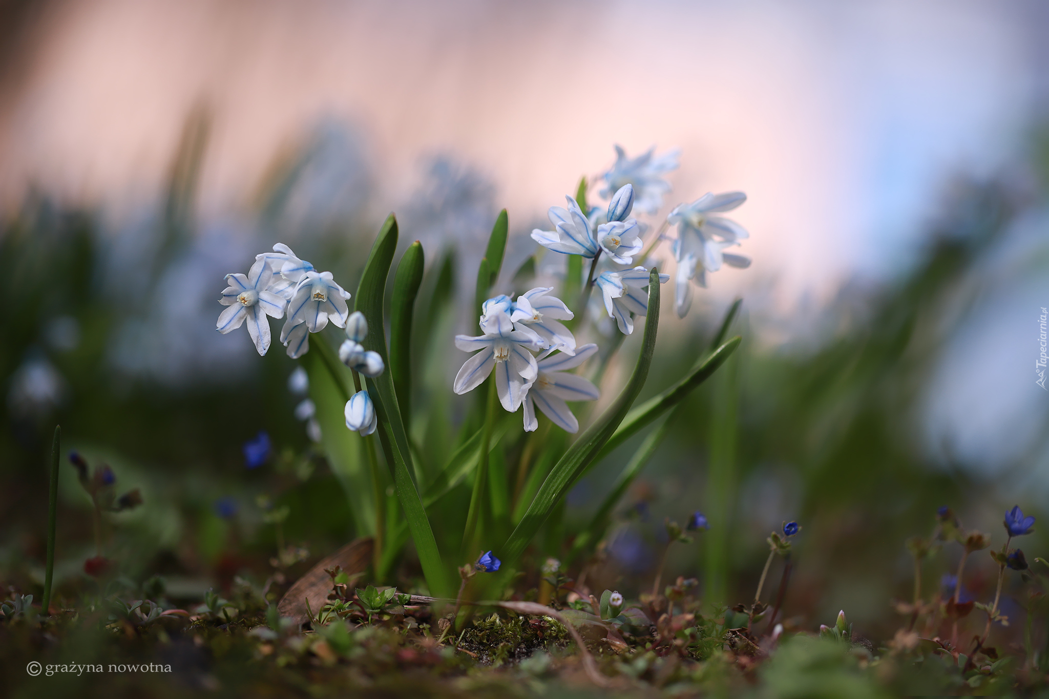 Puszkinia cebulicowata, Białoniebieskie, Kwiaty