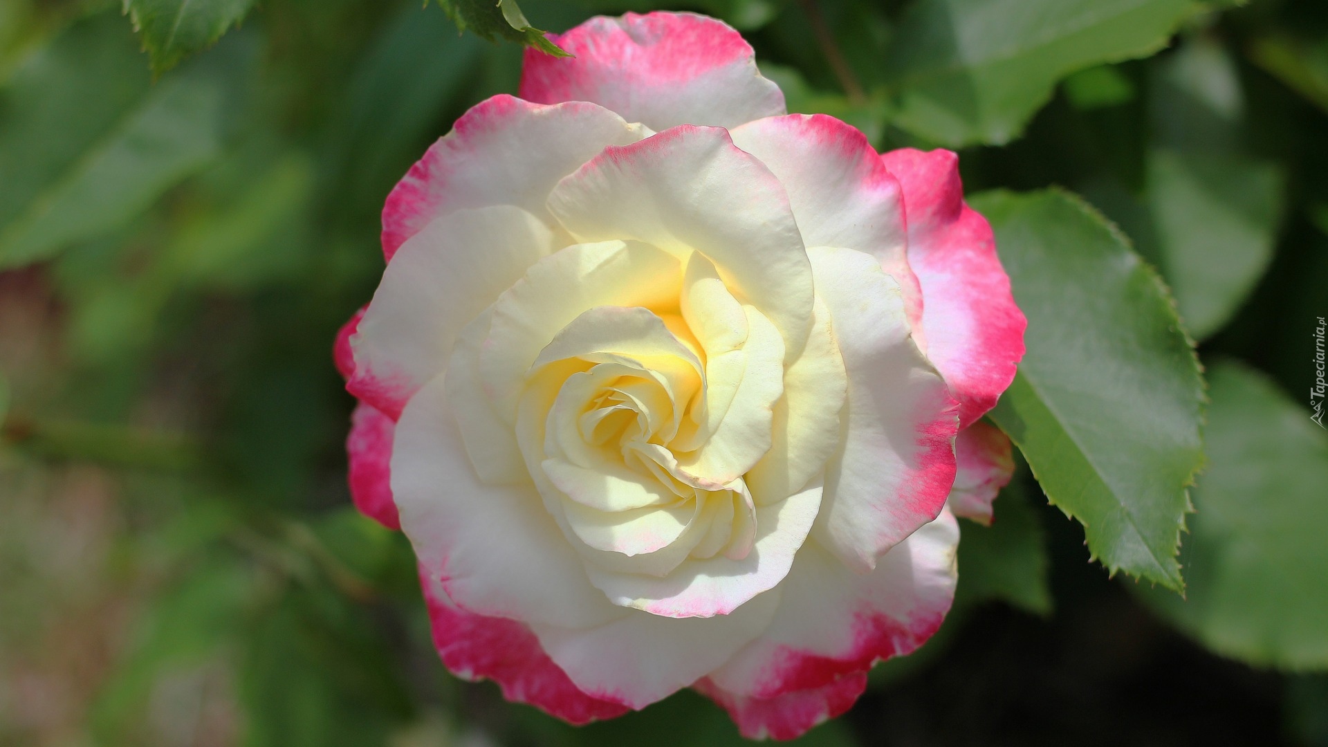 Kwiat, Róża, Biało-różowa, Rozmycie, Liście