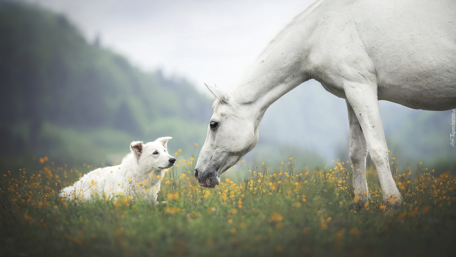 Biały, Koń, Pies, Biały owczarek szwajcarski