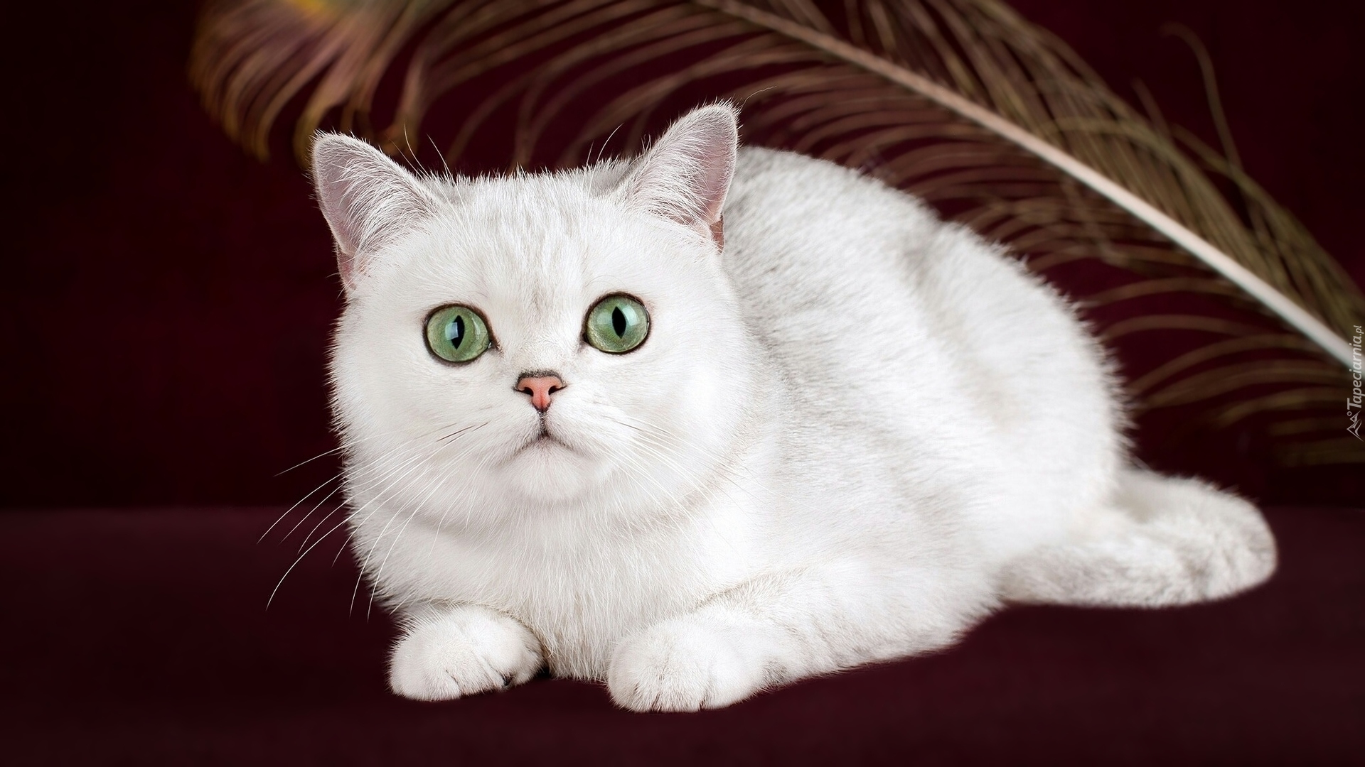 Biały, Kot brytyjski krótkowłosy, Zielone, Oczy
