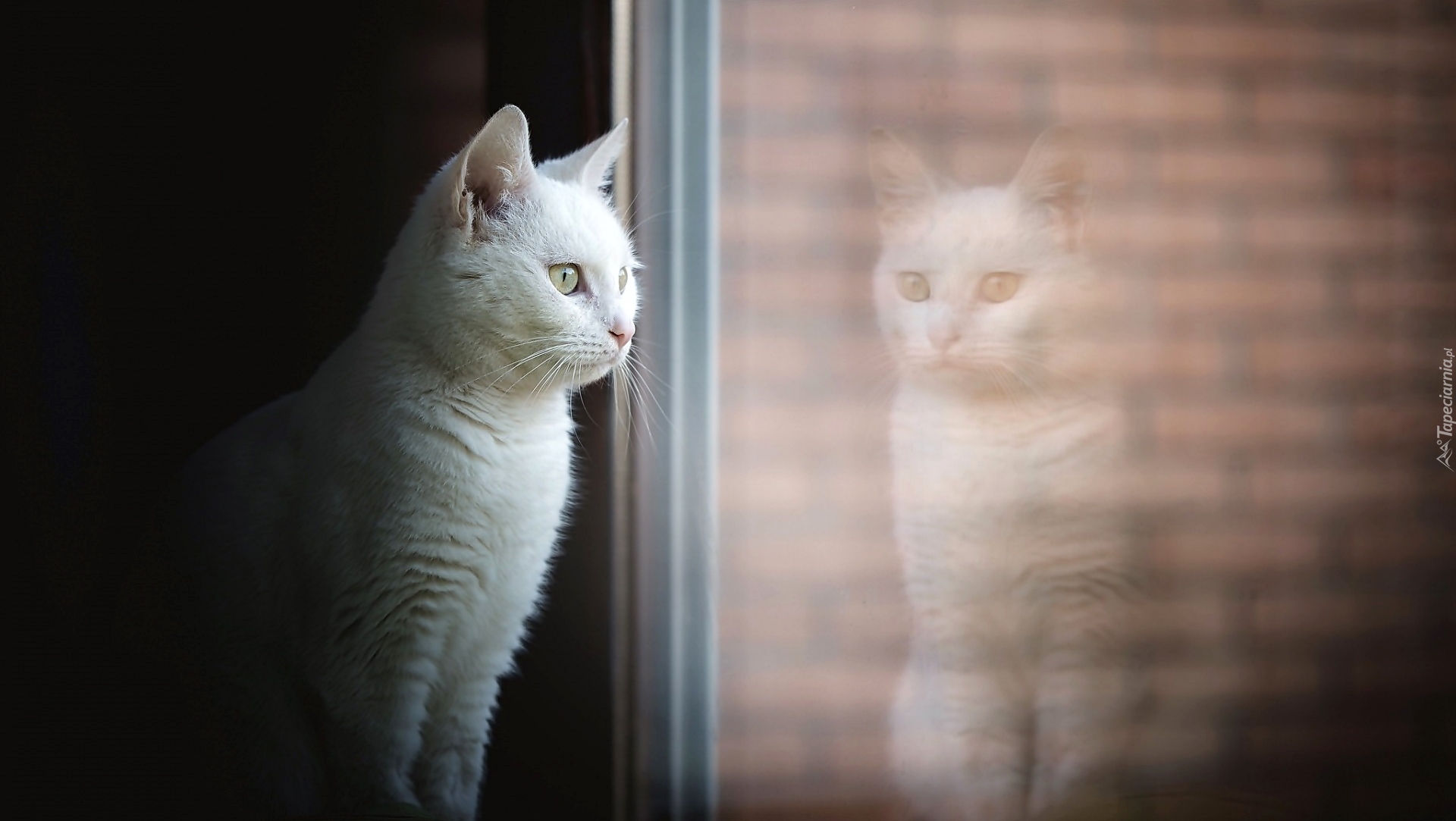 Kot, Biały, Mordka, Spojrzenie, Okno, Odbicie