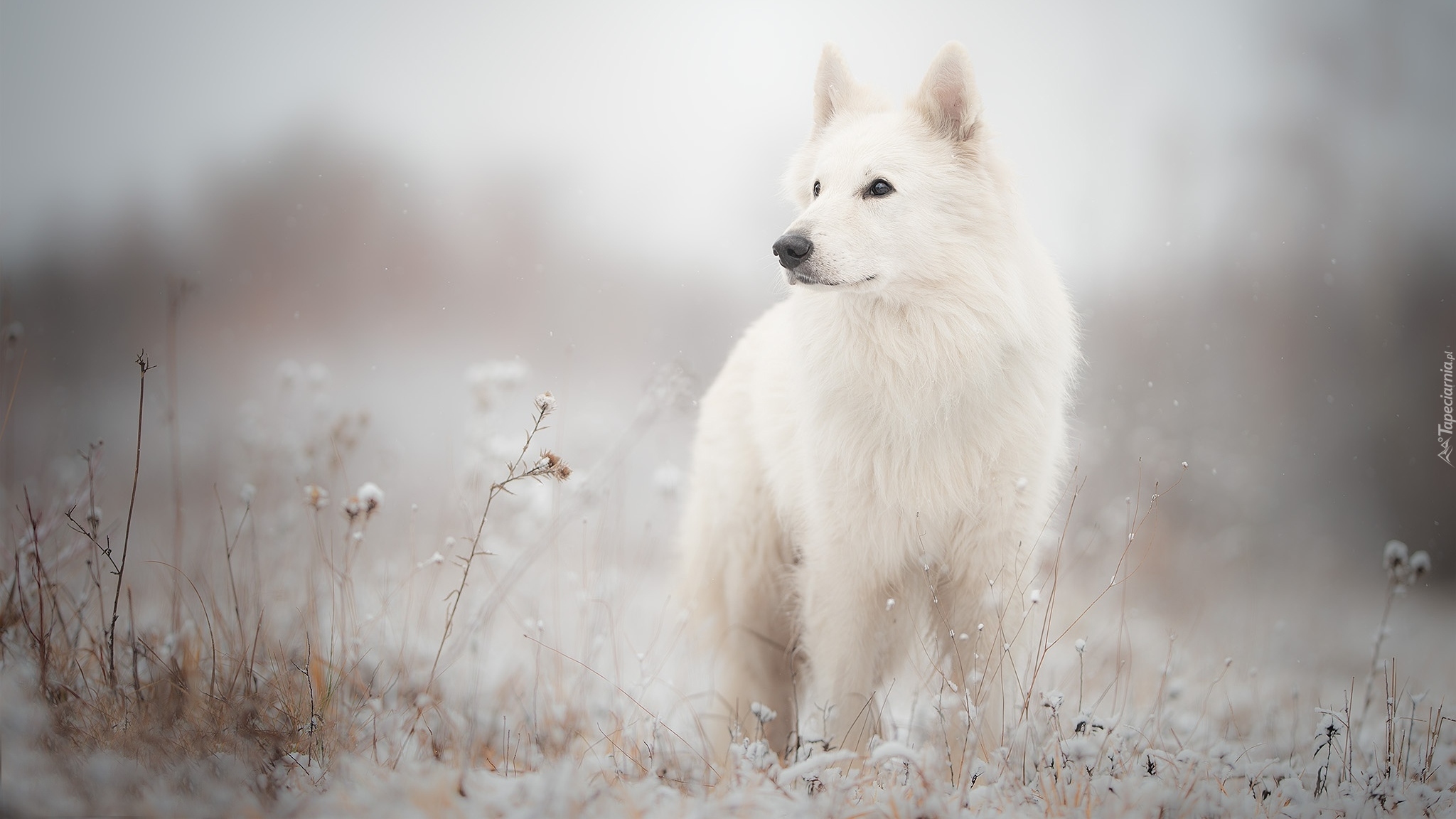 Pies, Biały owczarek szwajcarski, Łąka