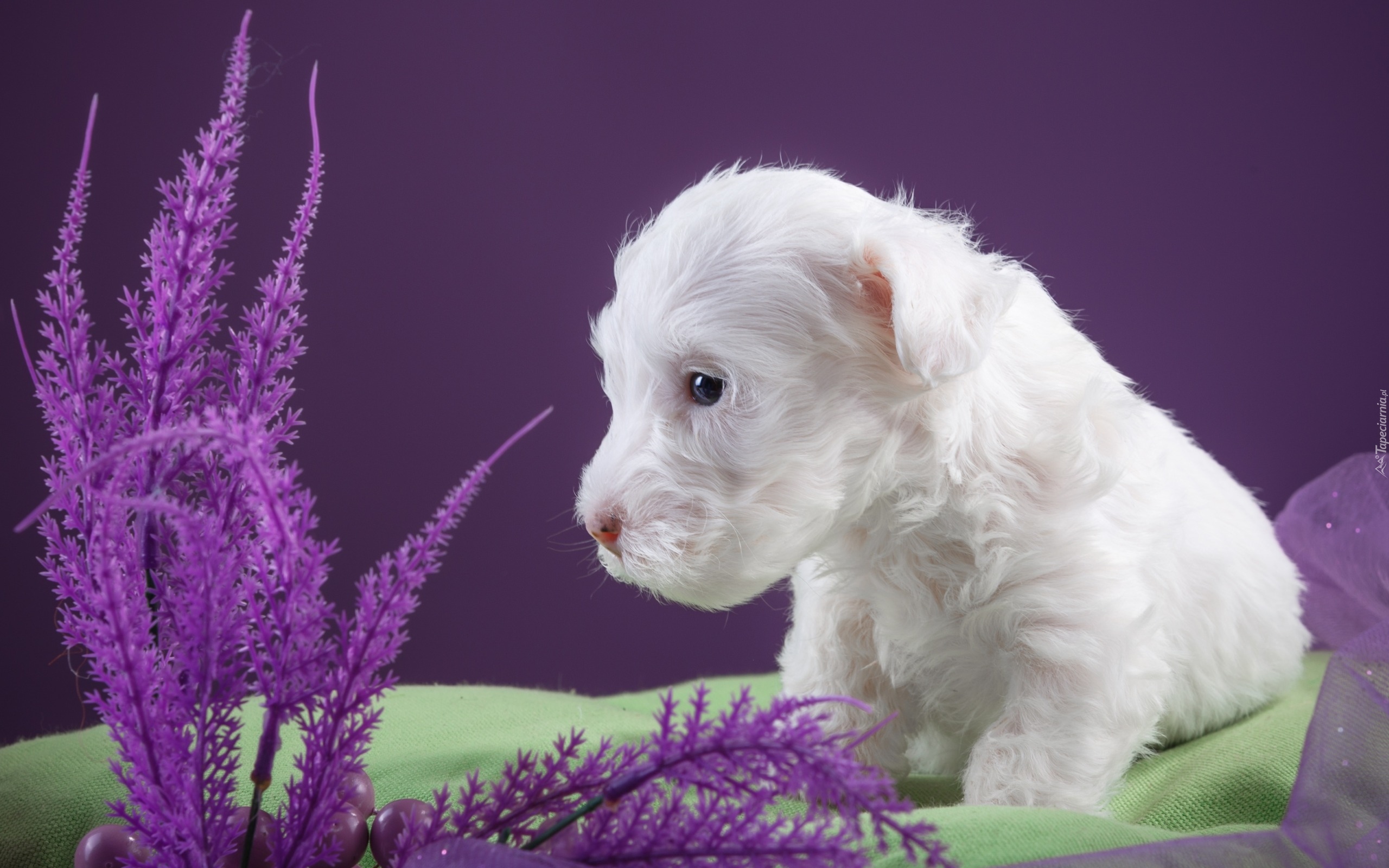 Mały, Biały, Szczeniaczek, Pies, Sealyham Terrier