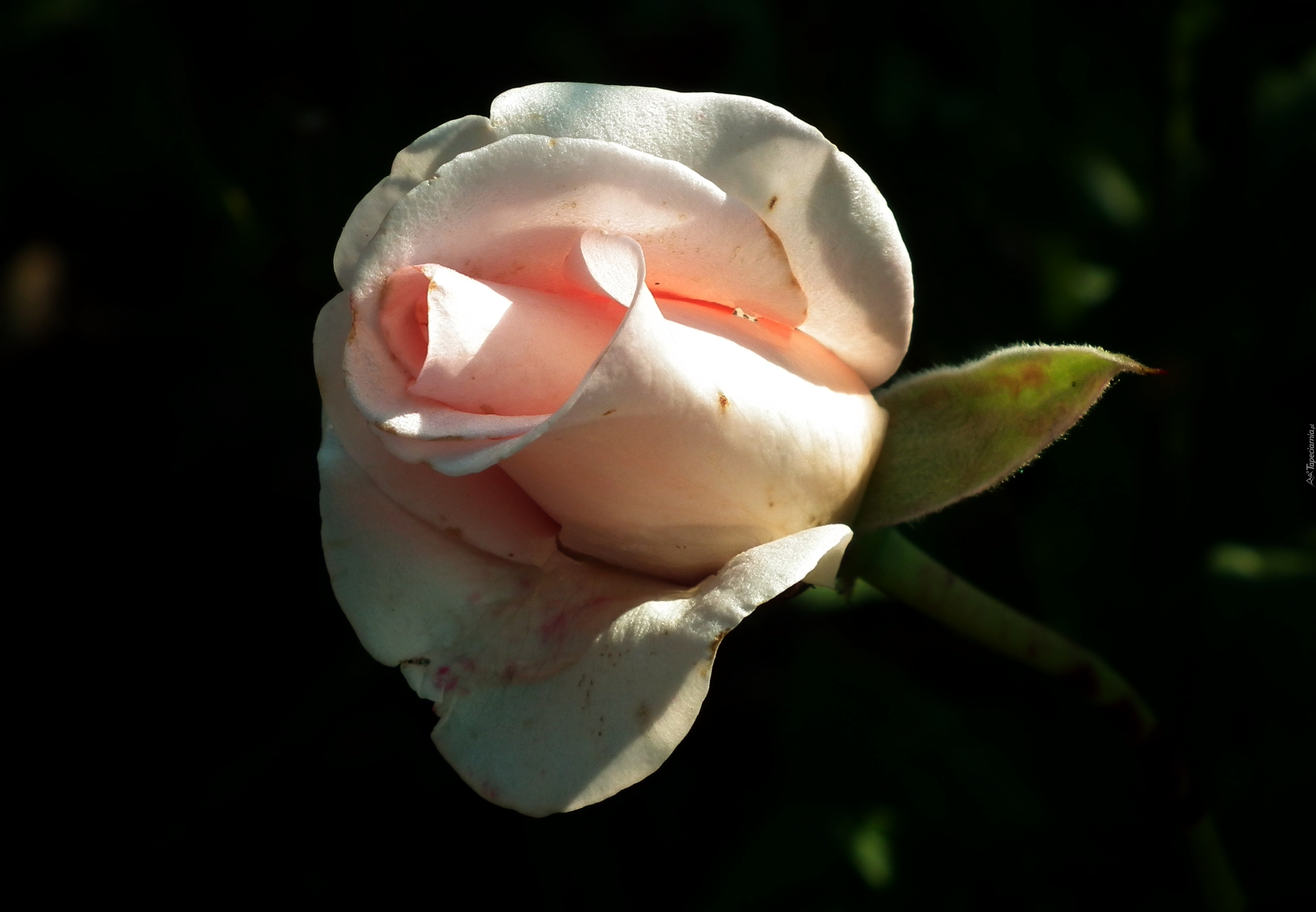 Przyroda, Kwiat , Róża