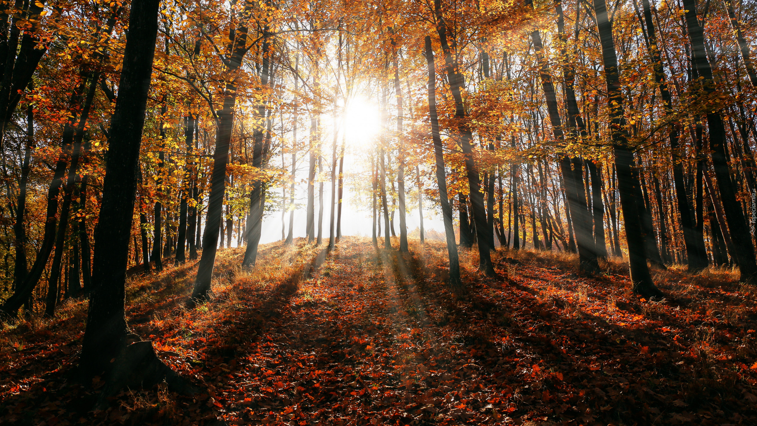 Jesień, Las, Drzewa, Opadłe, Liście, Promienie słońca