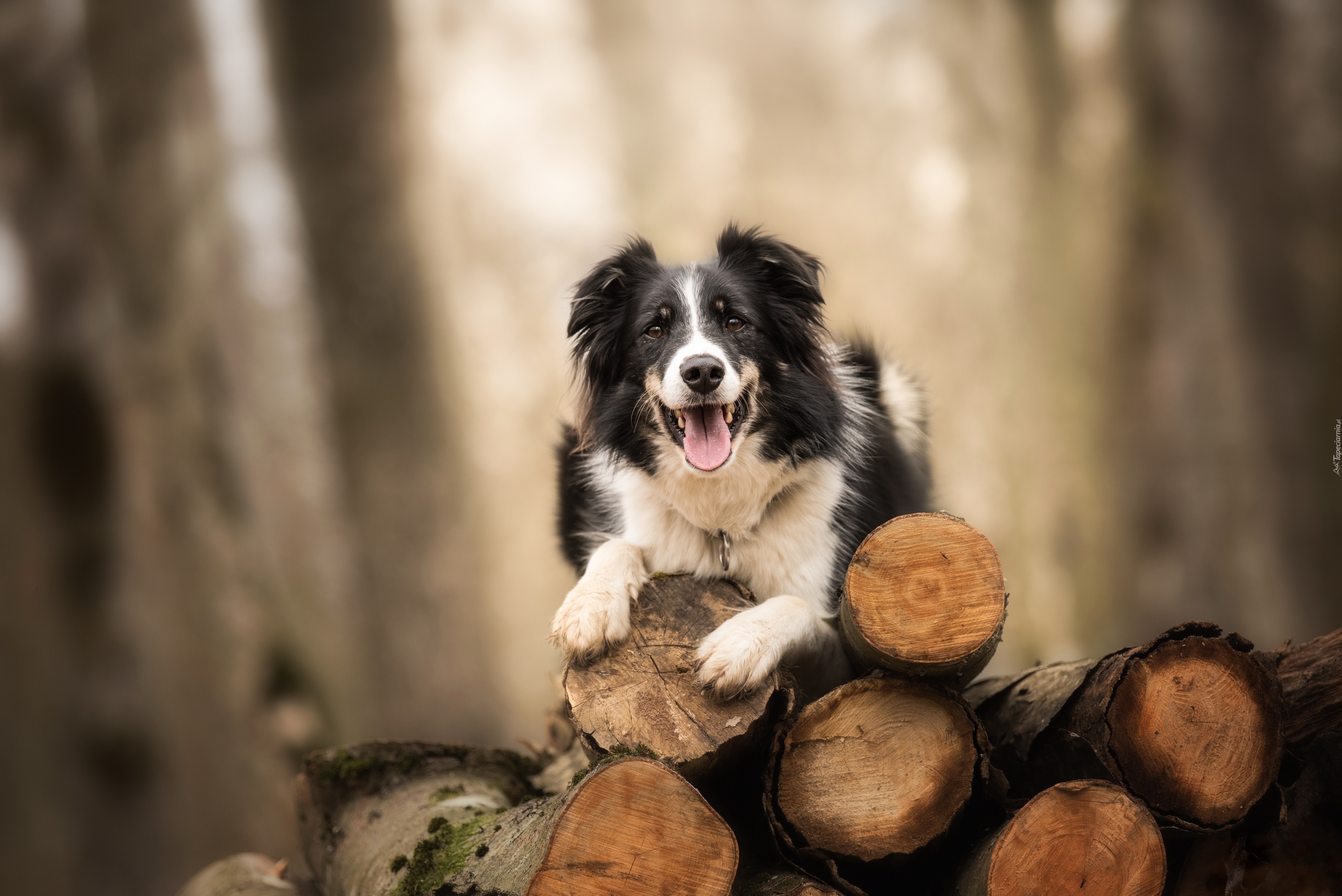 Pies, Border collie, Pocięte, Drzewo, Bale
