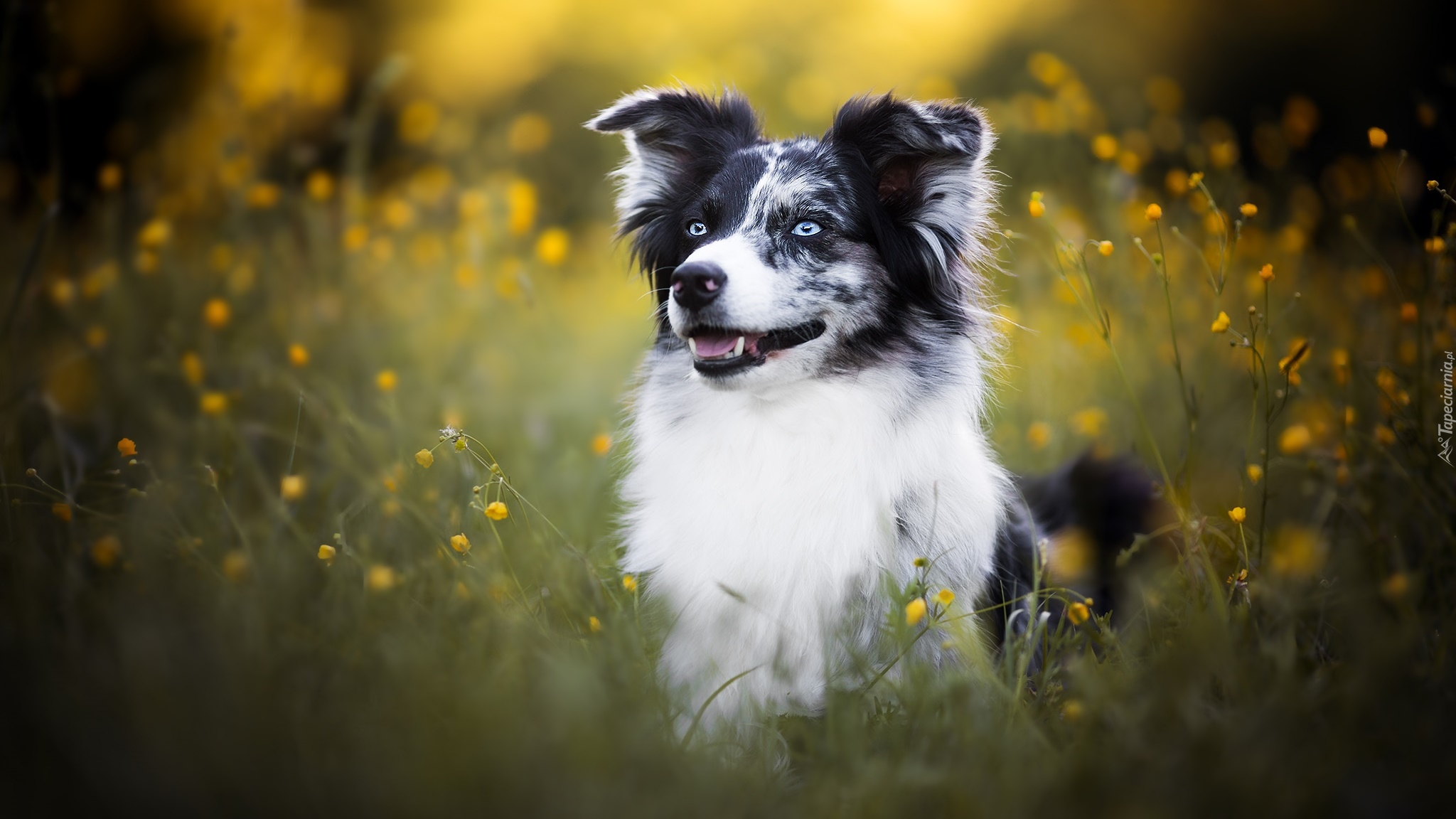Pies, Border collie, Łąka, Żółte, Kwiaty