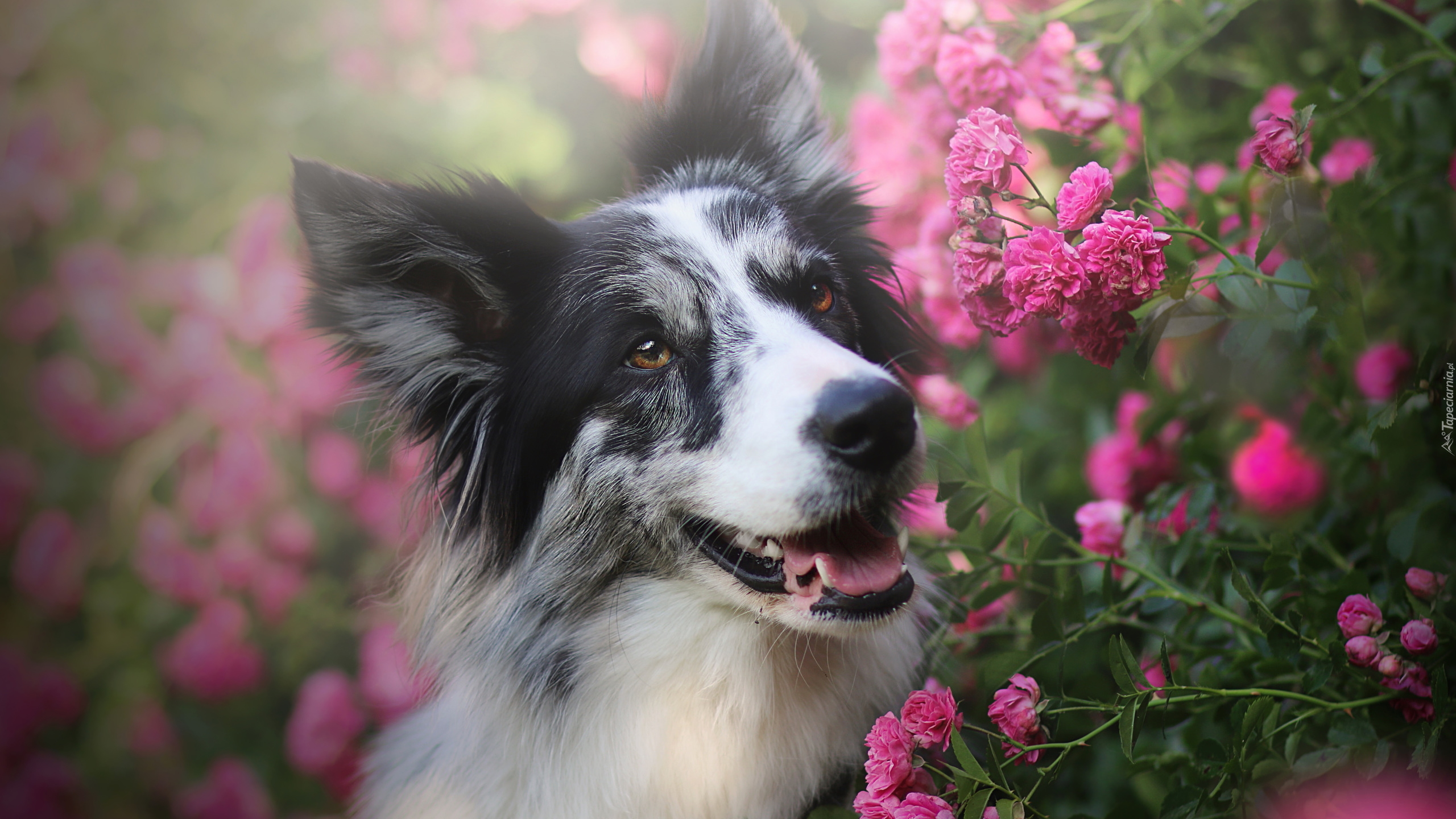 Pies, Border collie, Różowe, Kwiaty, Róże