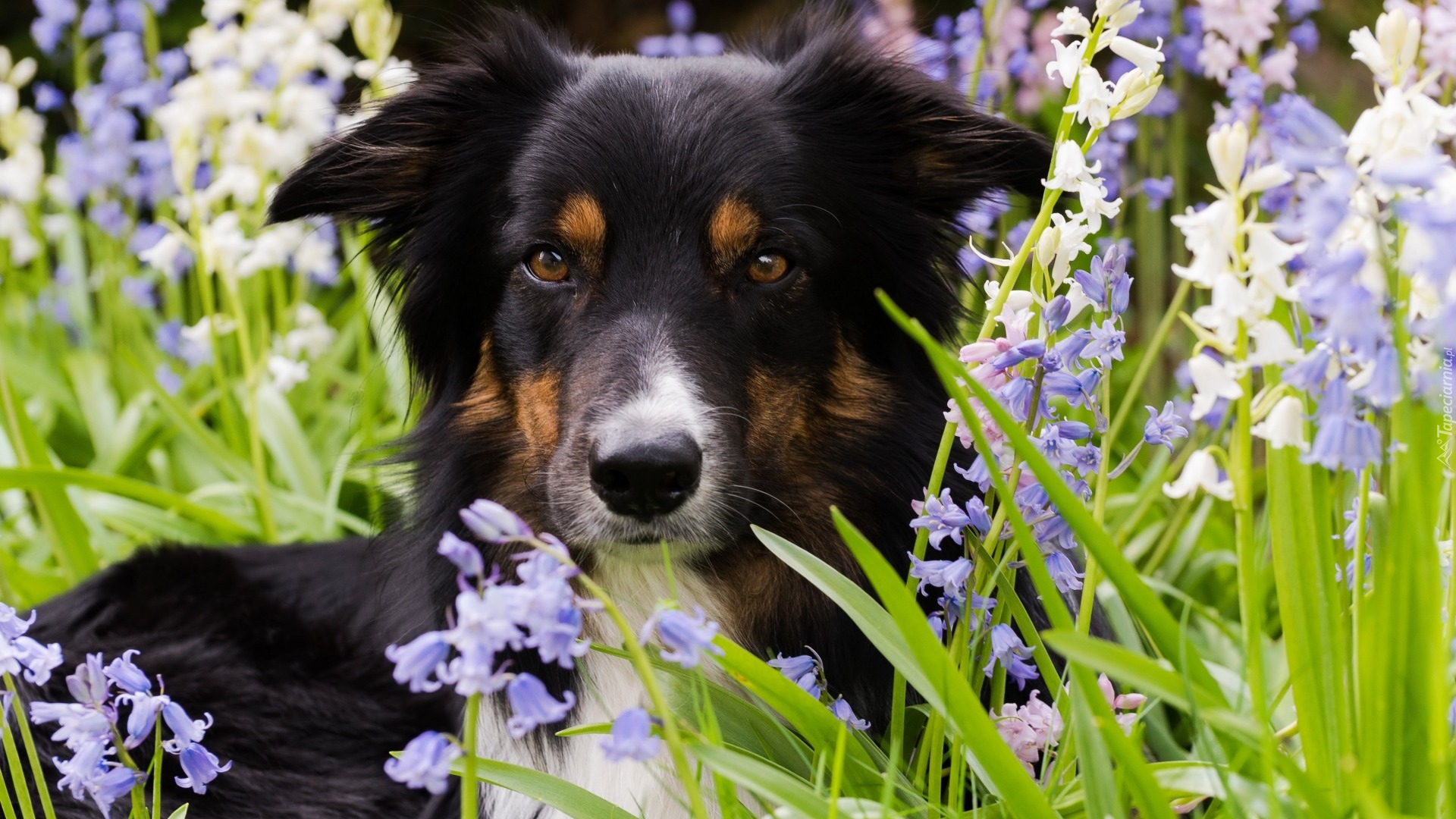 Pies, Border collie, Trawa, Kwiaty, Mordka