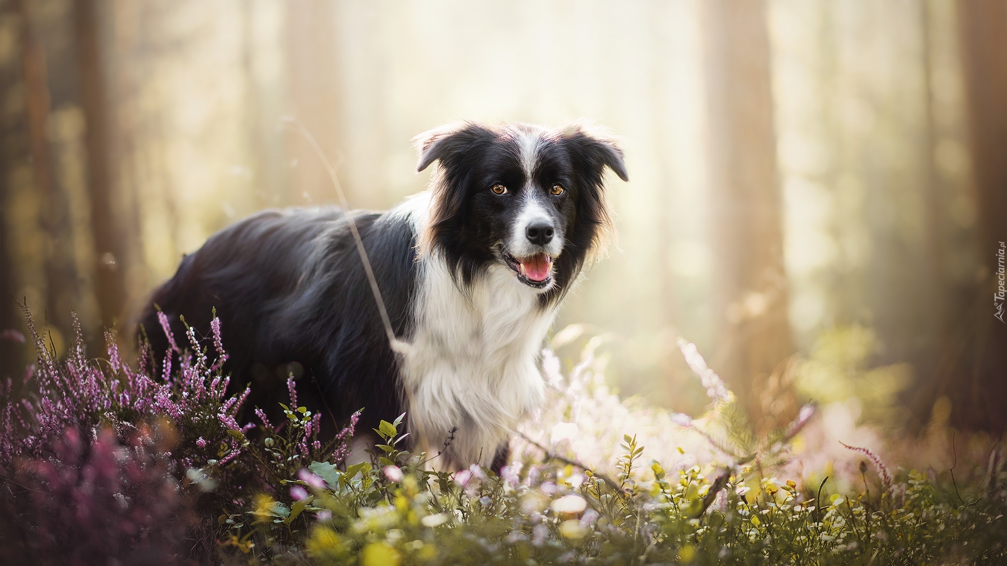 Pies, Border collie, Rośliny, Wrzosy, Las