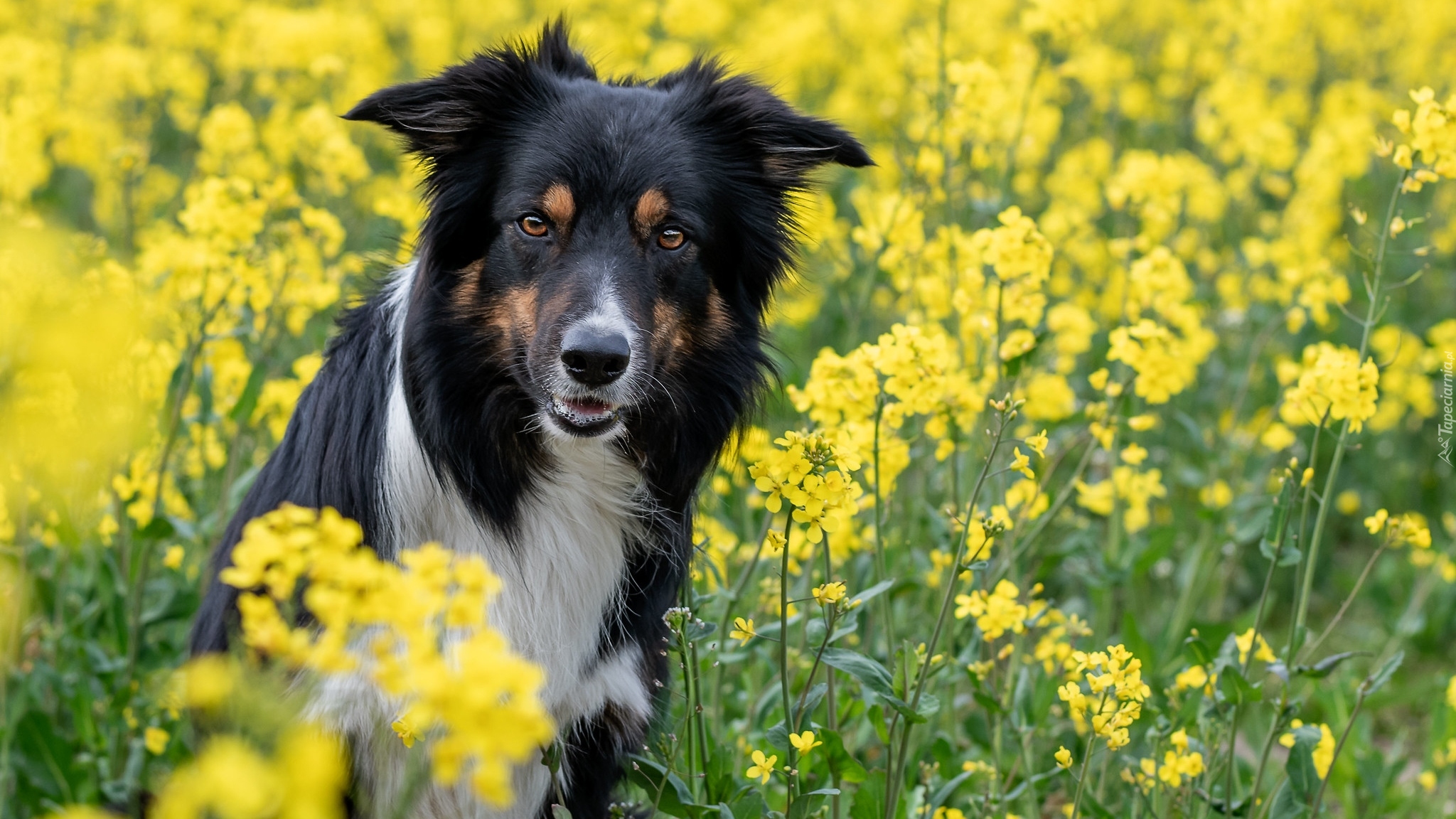 Pies, Border collie, Żółte, Kwiaty, Rzepak
