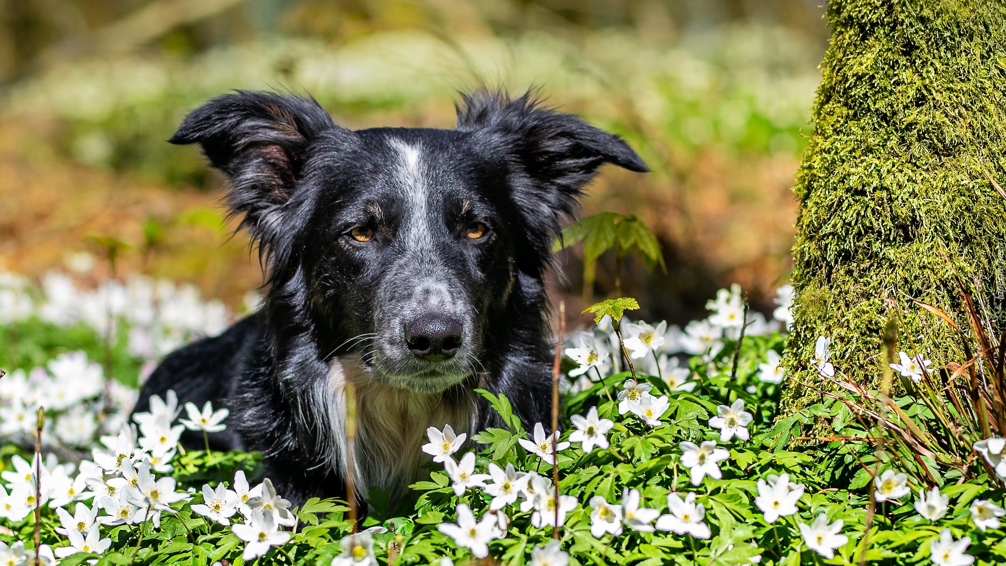 Pies, Border collie, Kwiaty, Zawilce gajowe