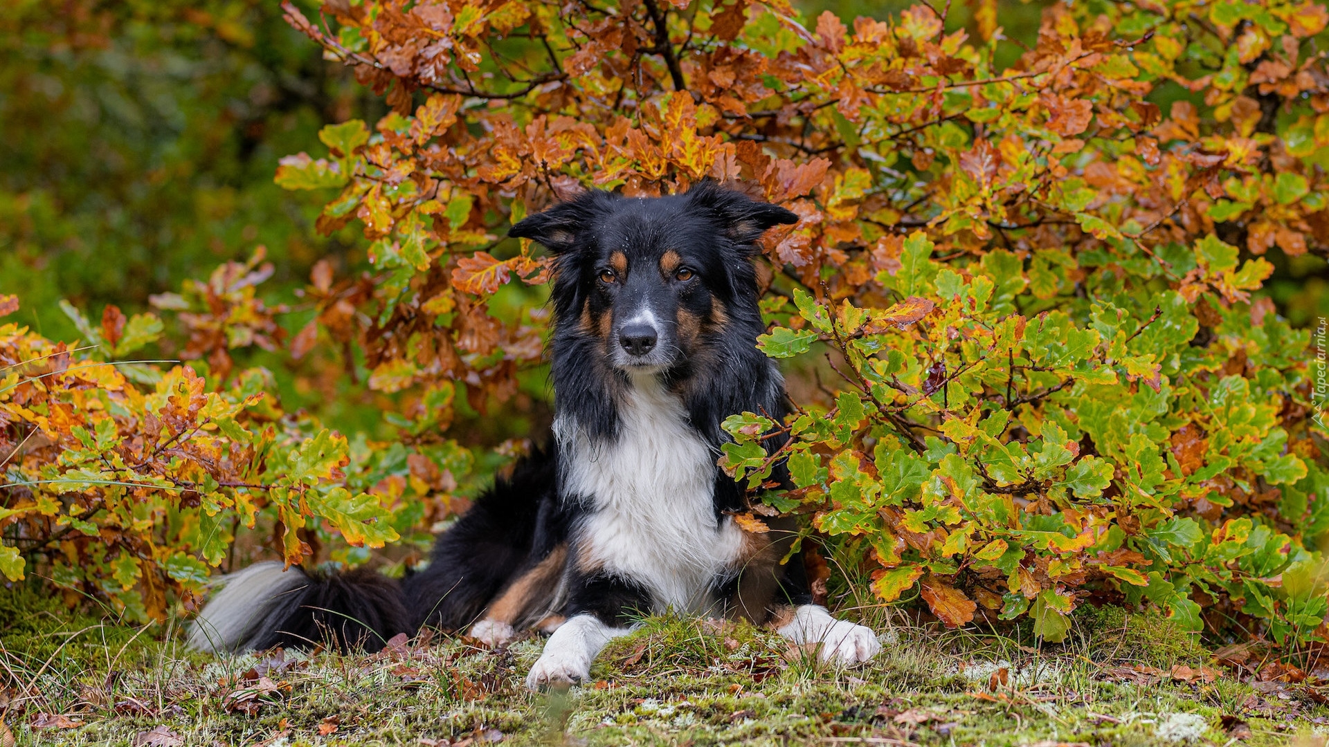 Pies, Border collie, Jesień, Krzew