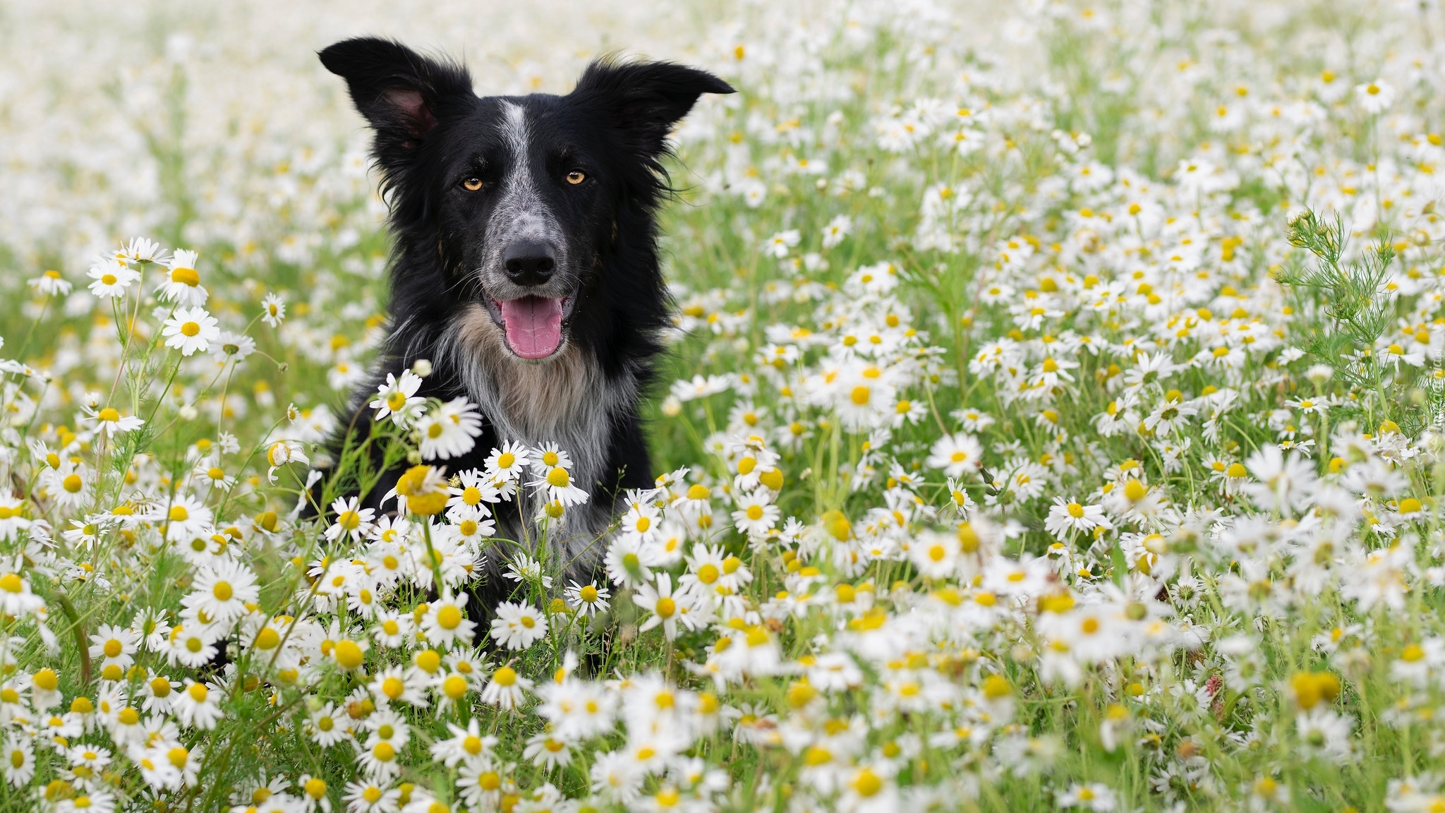 Pies, Border collie, Kwiaty, Rumianki