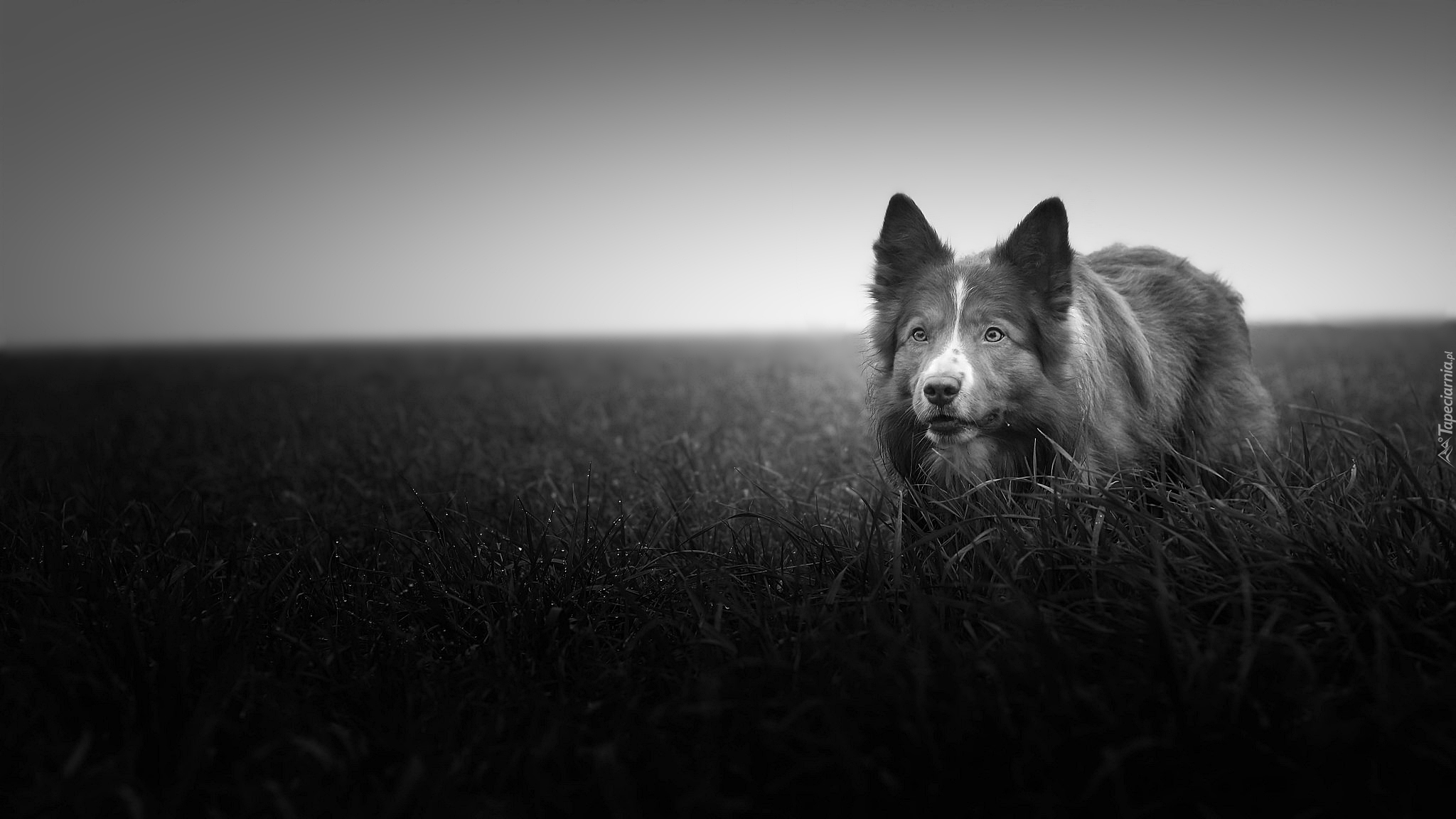 Łąka, Trawa, Border collie, Czarno-białe