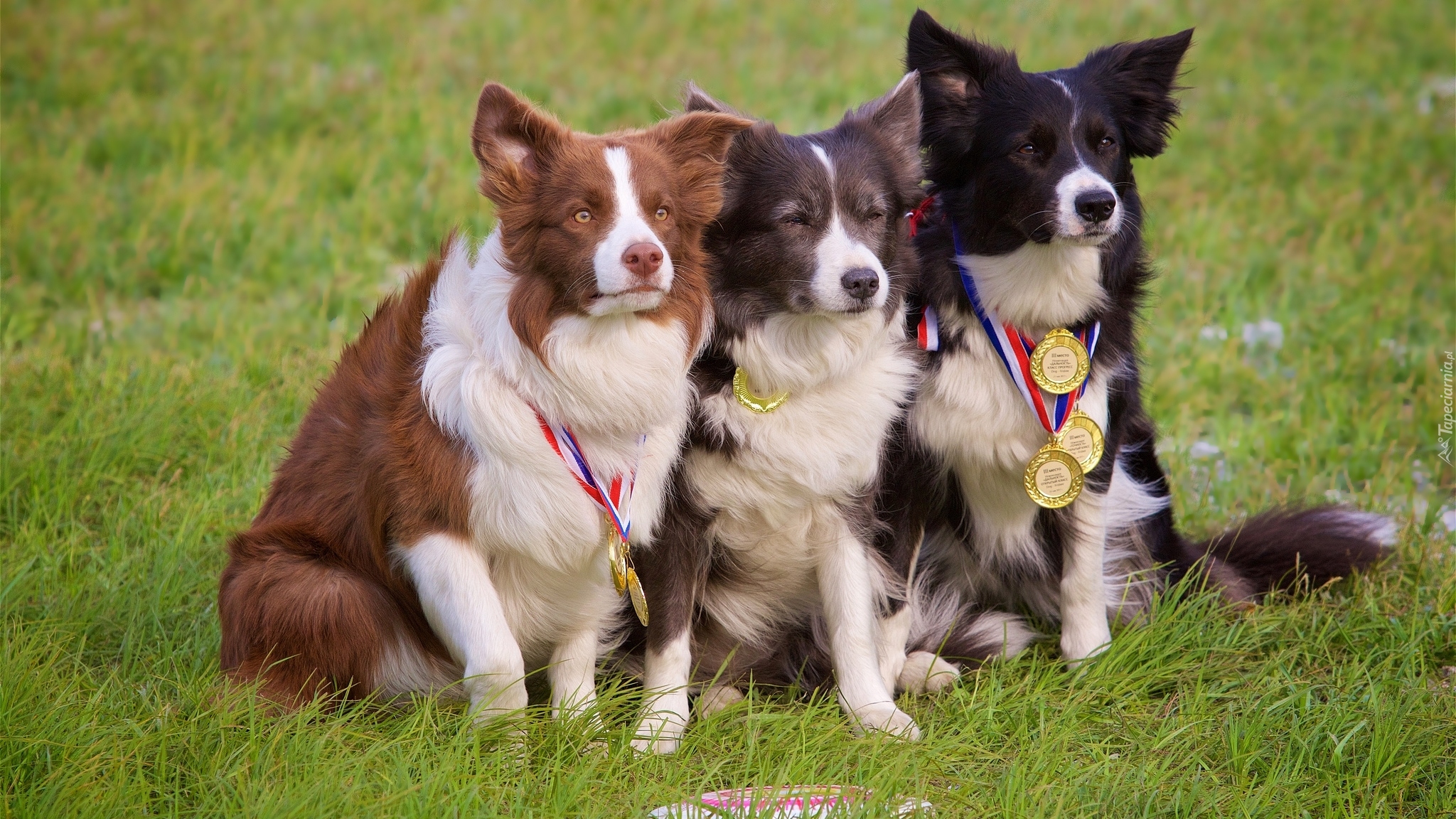 Psy, Border collie, Łąka, Trawa, Medale