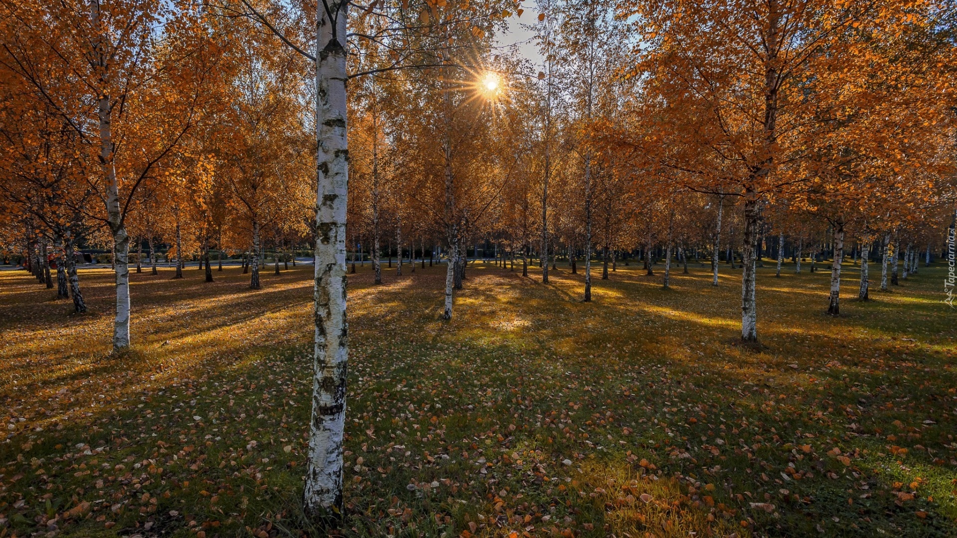 Jesień, Drzewa, Park, Brzozy, Promienie słońca