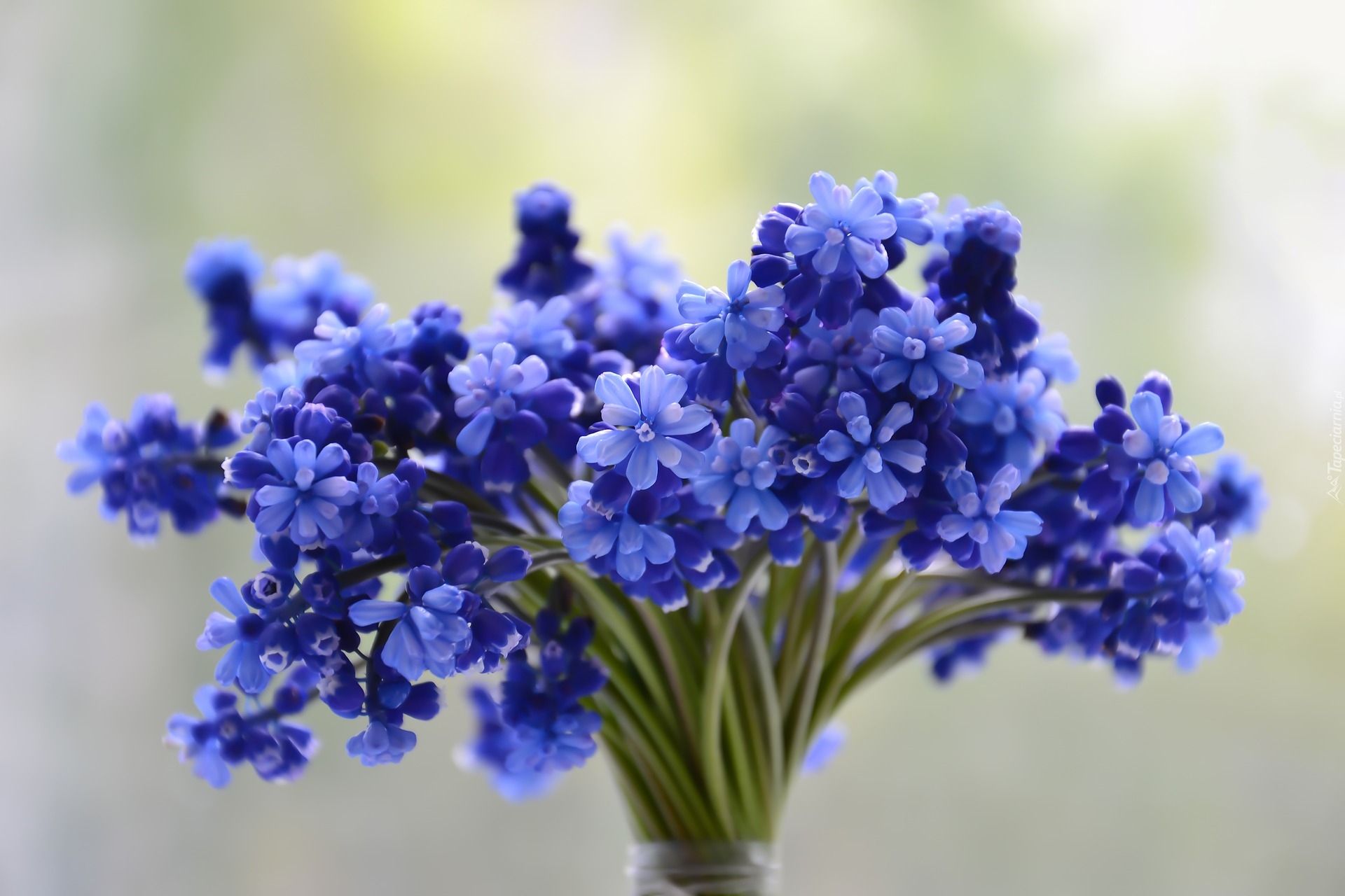 Kwiaty, Niebieskie, Szafirki, Bukiecik