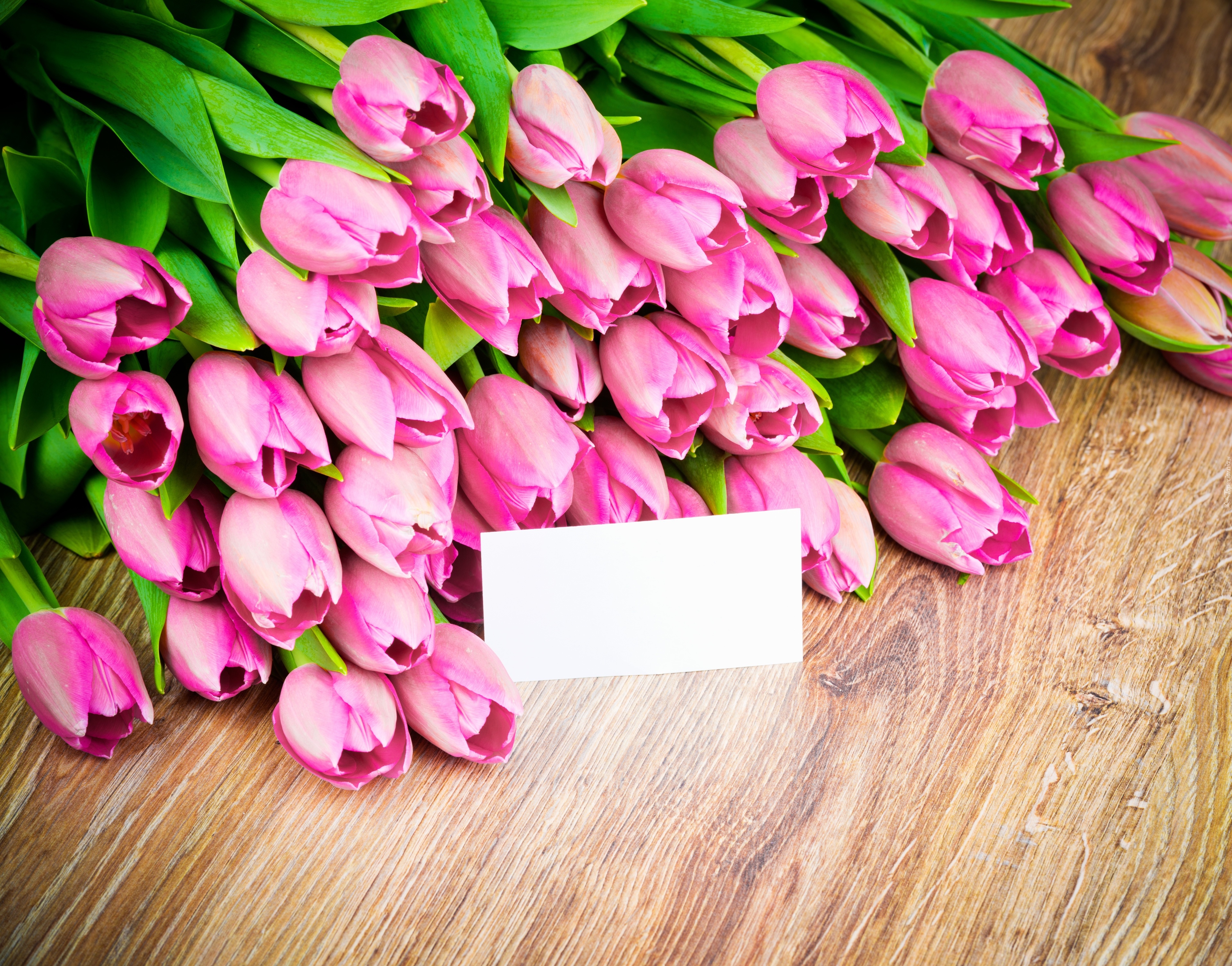 Tulipany, Różowe, Karteczka