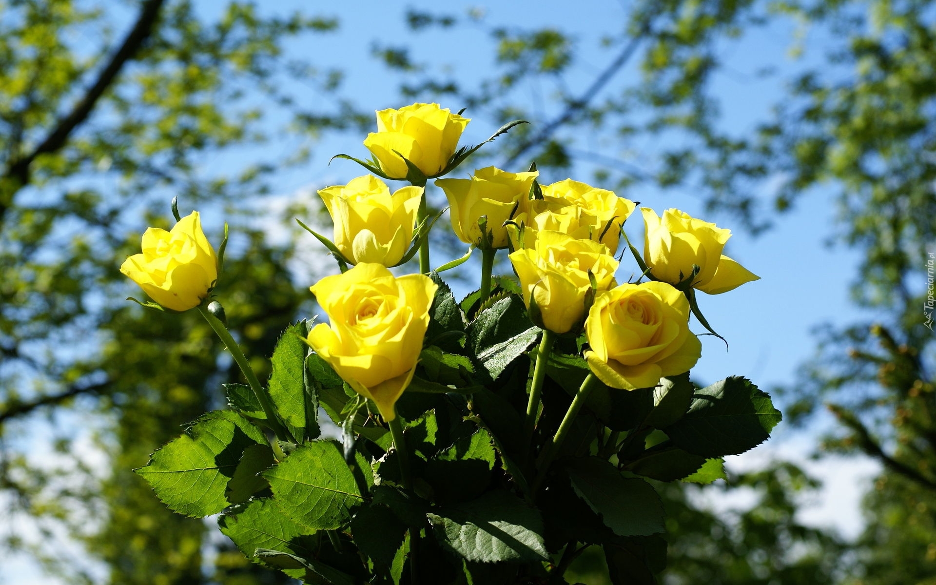 Bukiet, Żółte, Róże