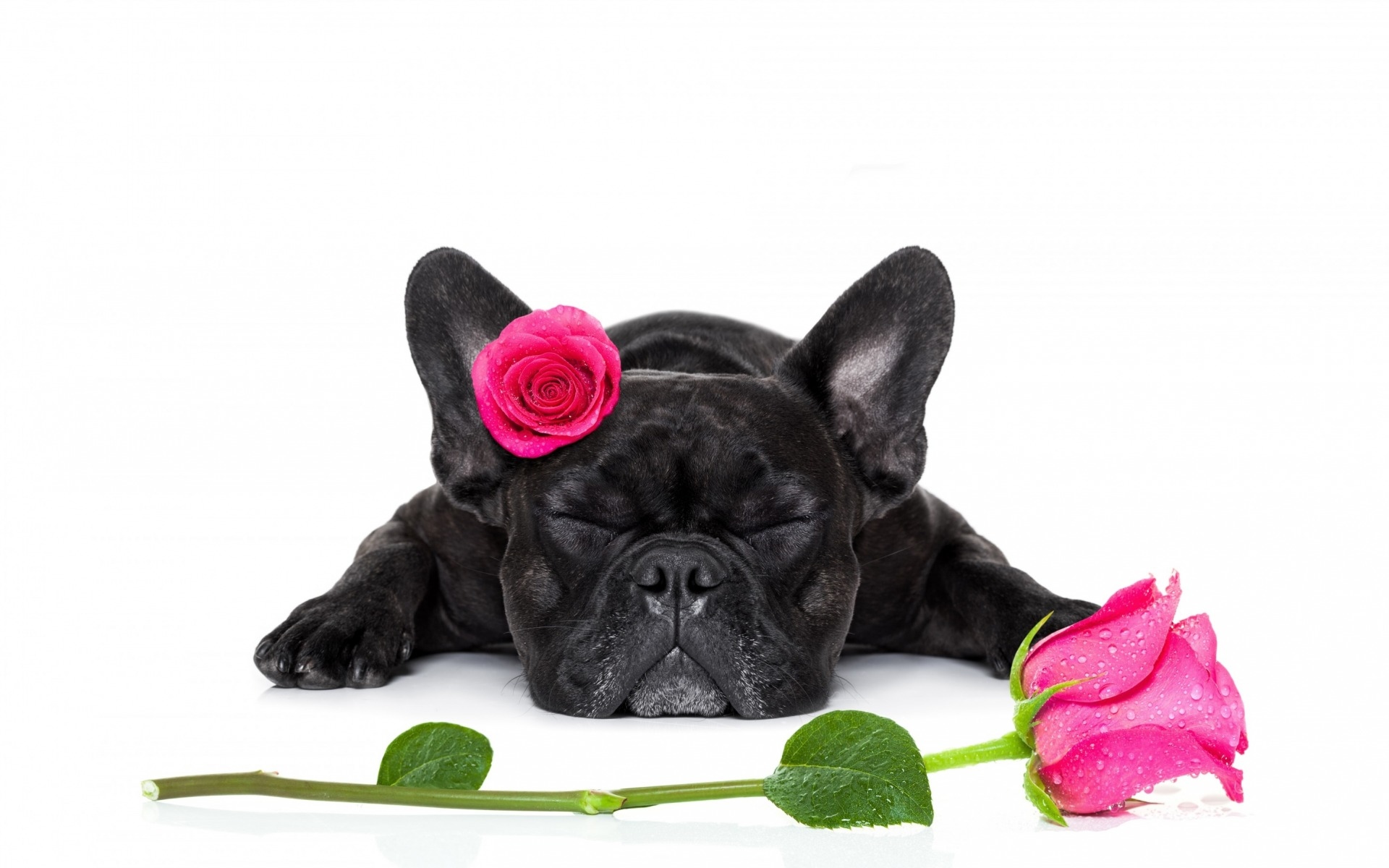 Pies, Buldog francuski, Róże