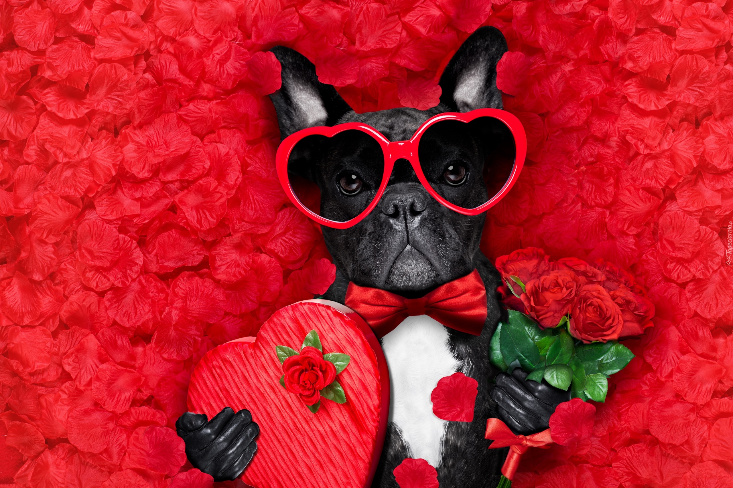 Walentynki, Pies, Buldog francuski, Okulary, Serce, Róże