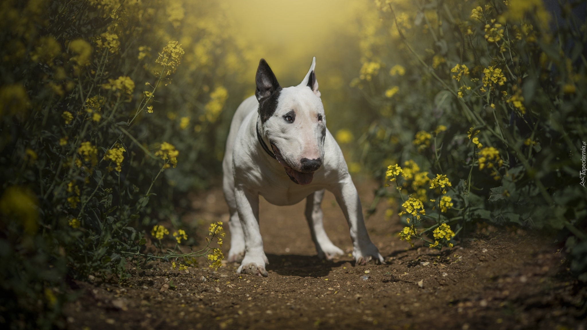 Pies, Bulterier, Kwiaty, Ścieżka