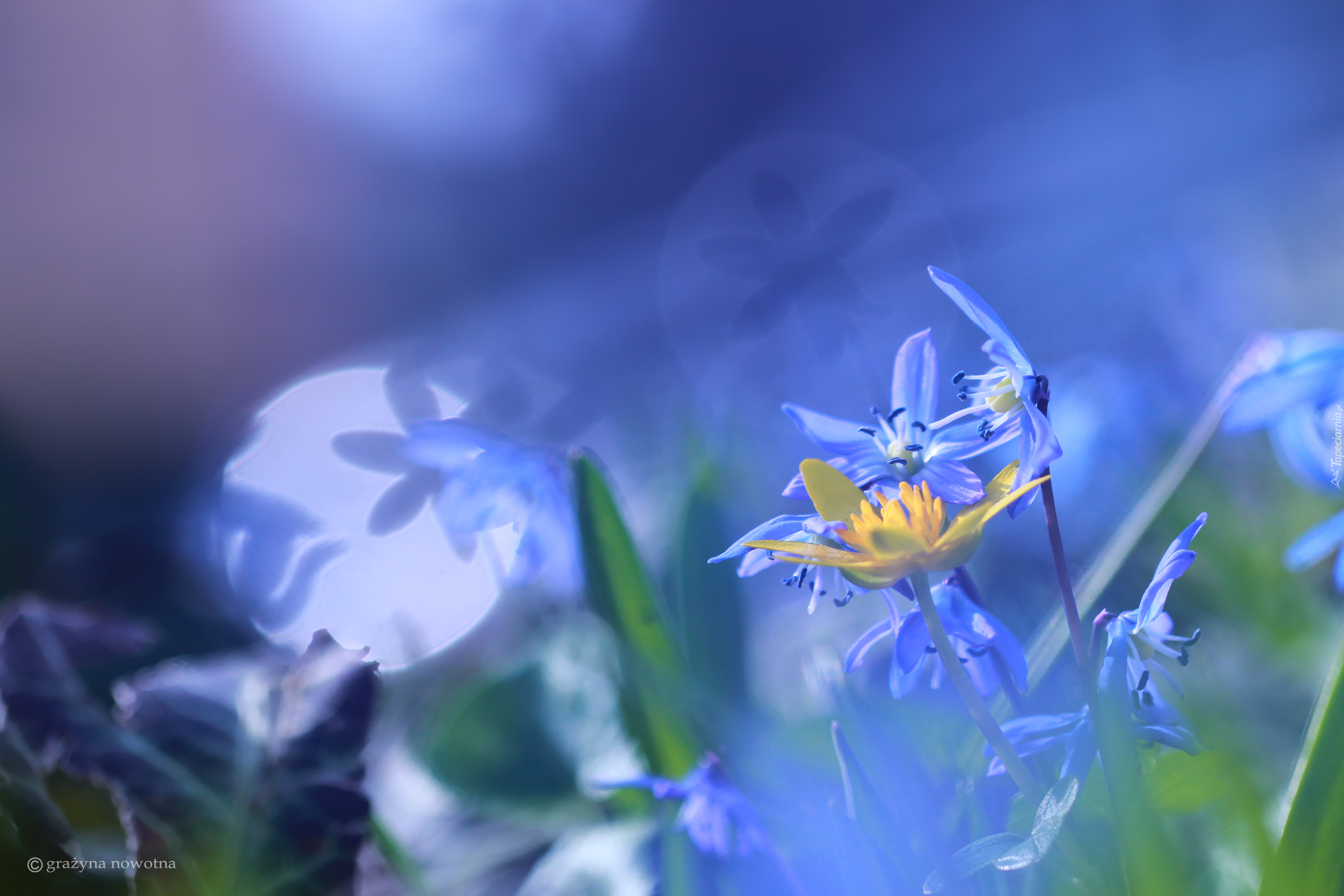Niebieskie, Kwiaty, Cebulica Syberyjska, Bliki