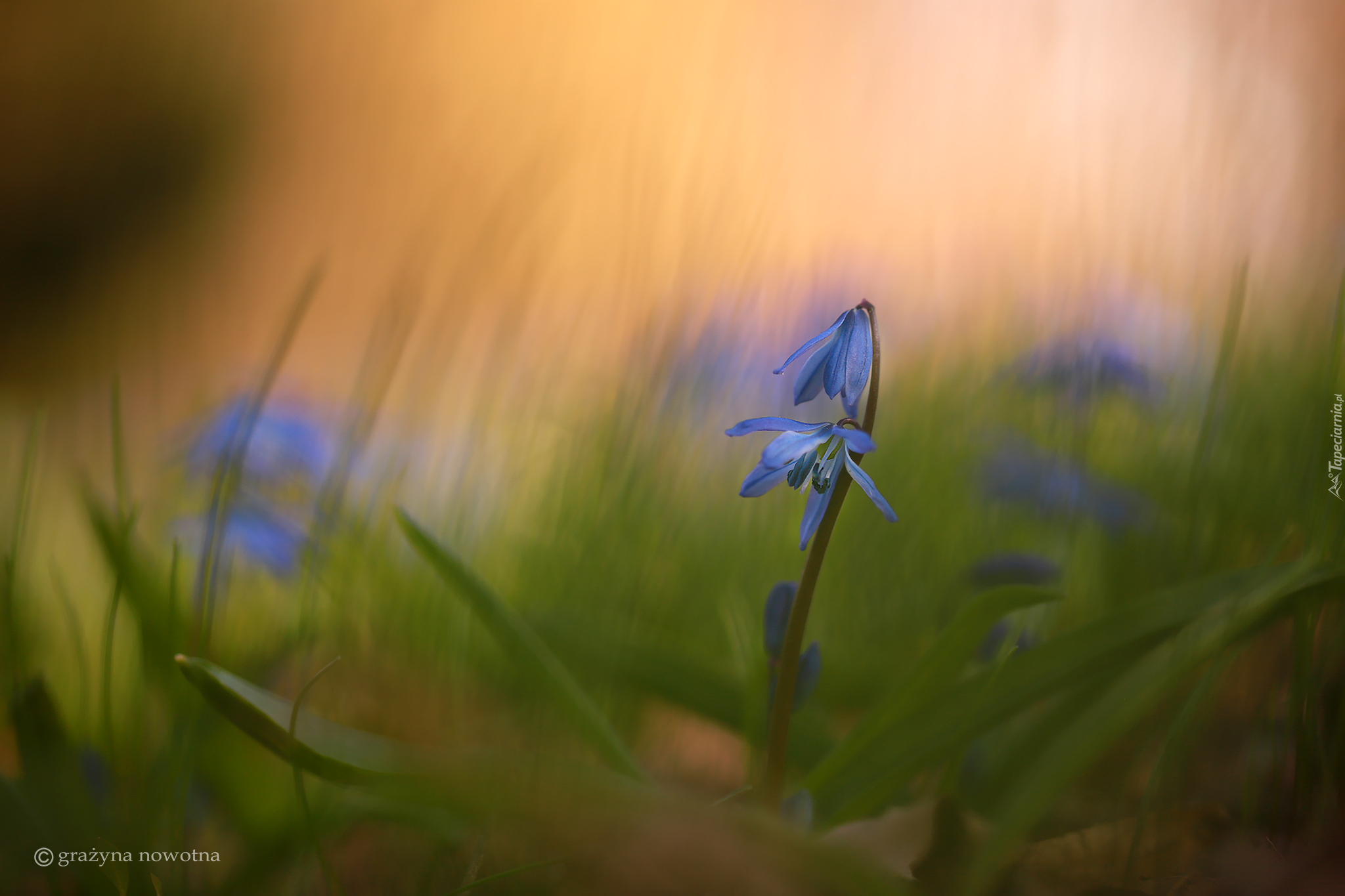Niebieski, Kwiat, Cebulica syberyjska