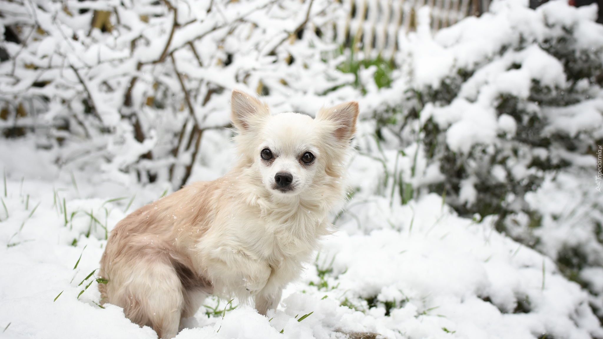 Pies, Chihuahua długowłosa, Śnieg