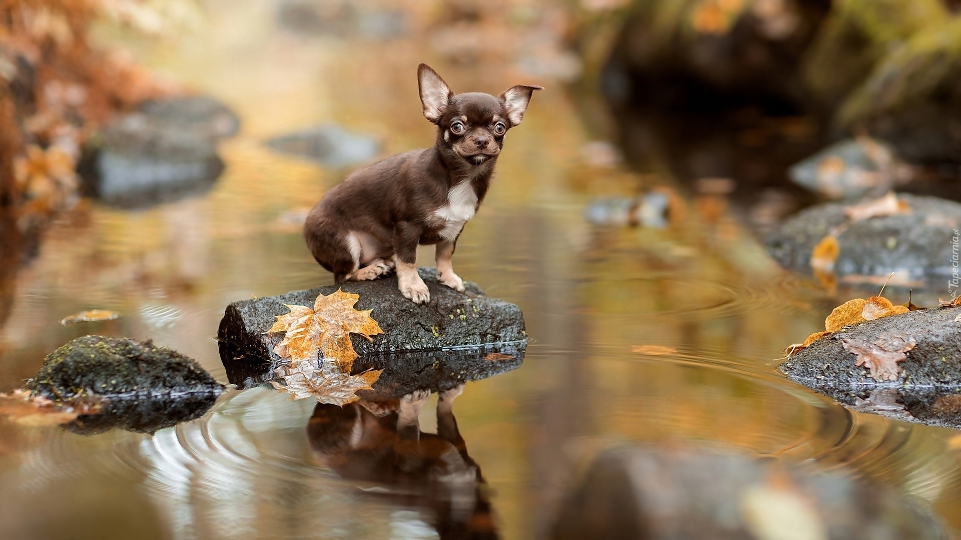 Chihuahua krótkowłosa, Rzeka, Liście, Kamienie