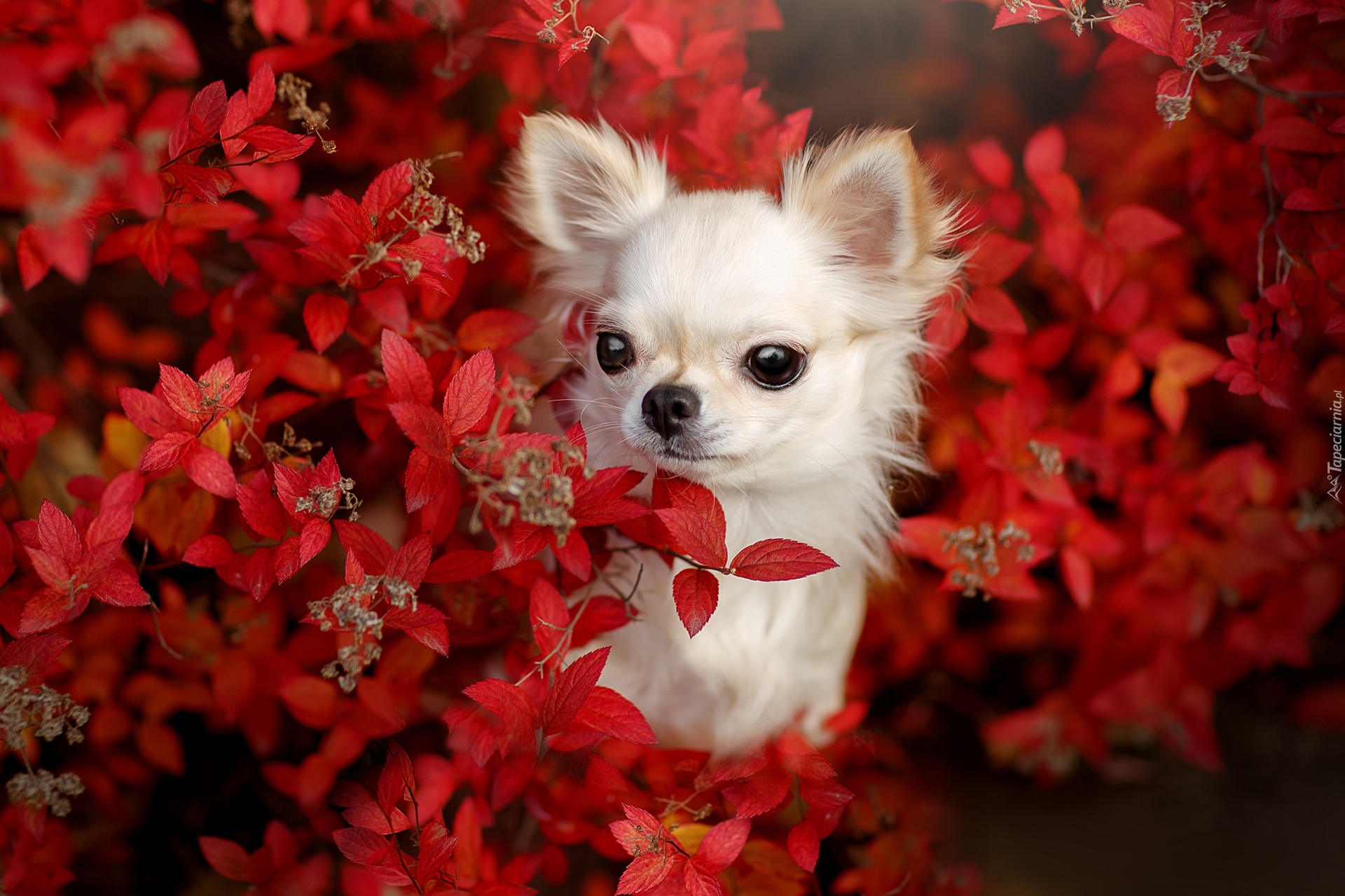 Pies, Chihuahua, Krzew, Czerwone, Liście