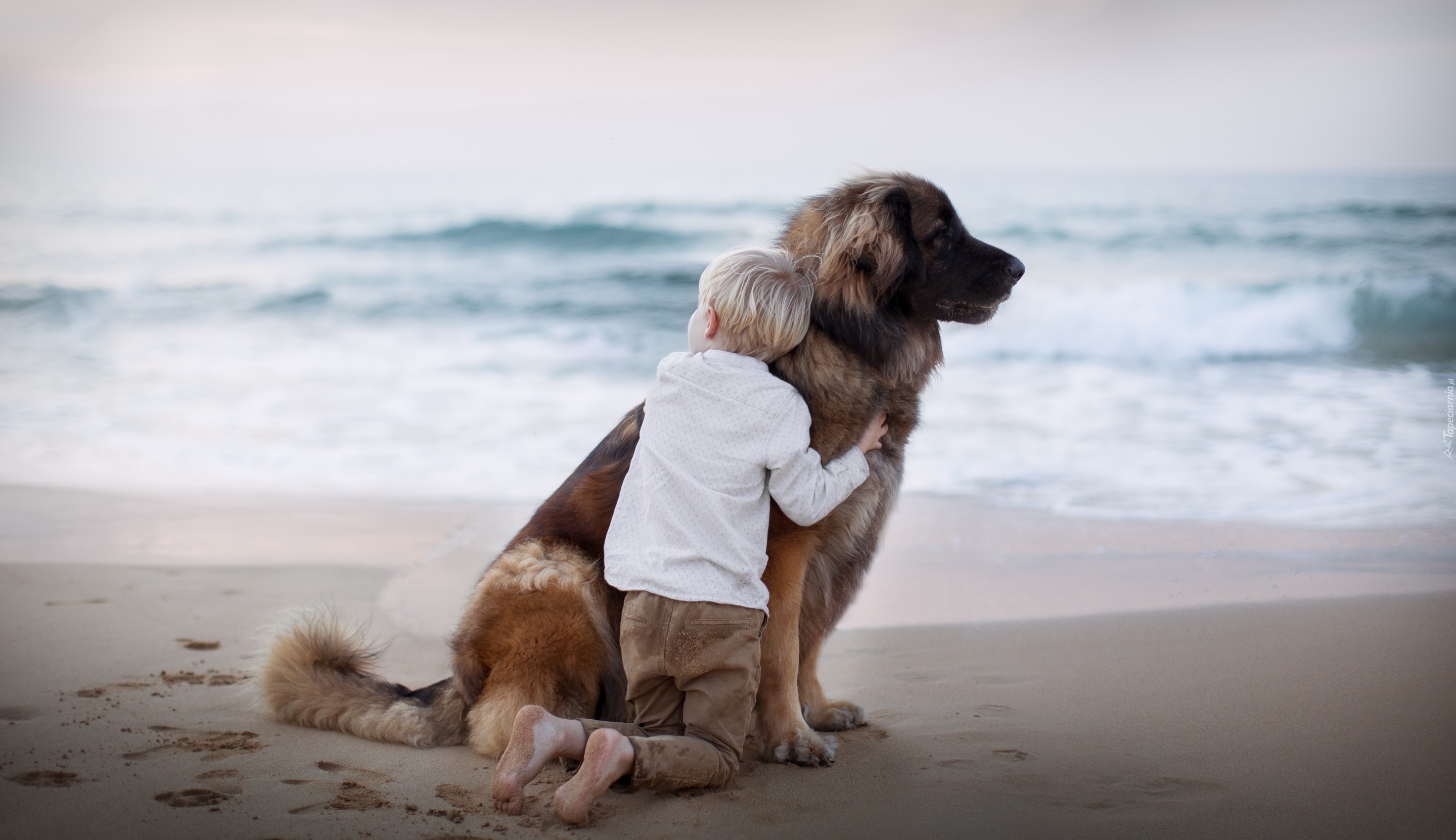Dziecko, Pies, Leonberger, Plaża, Morze, Przyjaciele