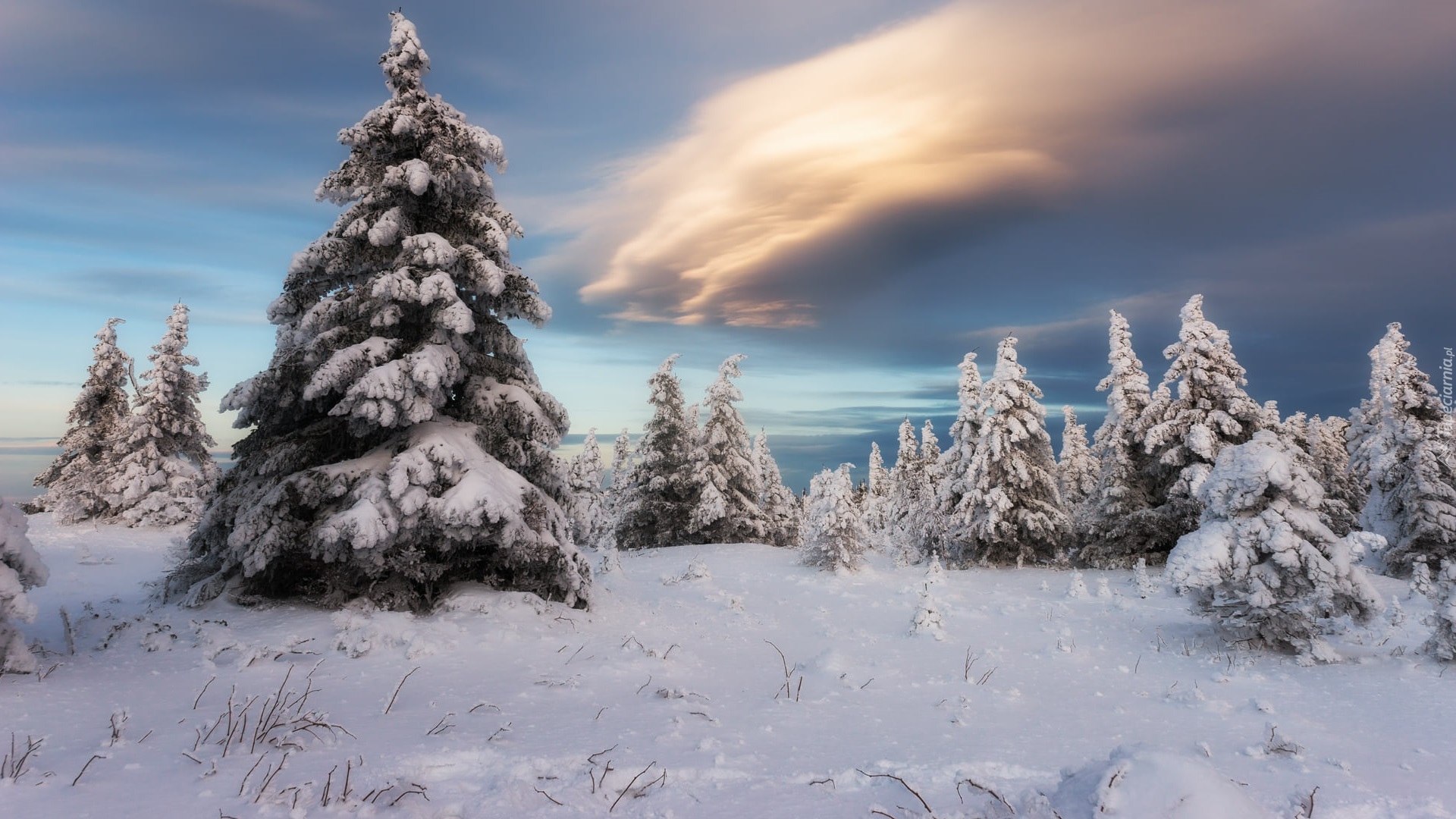 Zima, Ośnieżone, Drzewa, Ciemne, Chmury