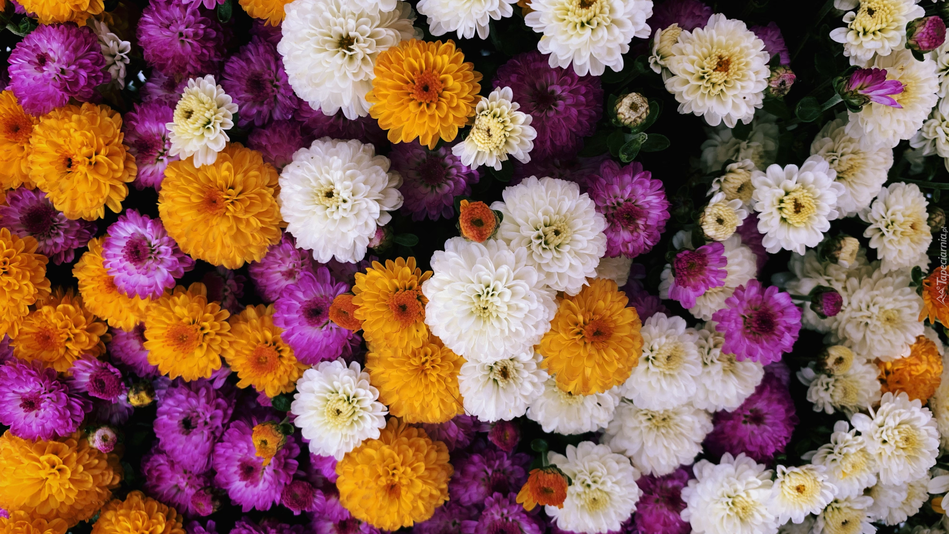 Kwiaty, Rozwinięte, Kolorowe, Chryzantemy