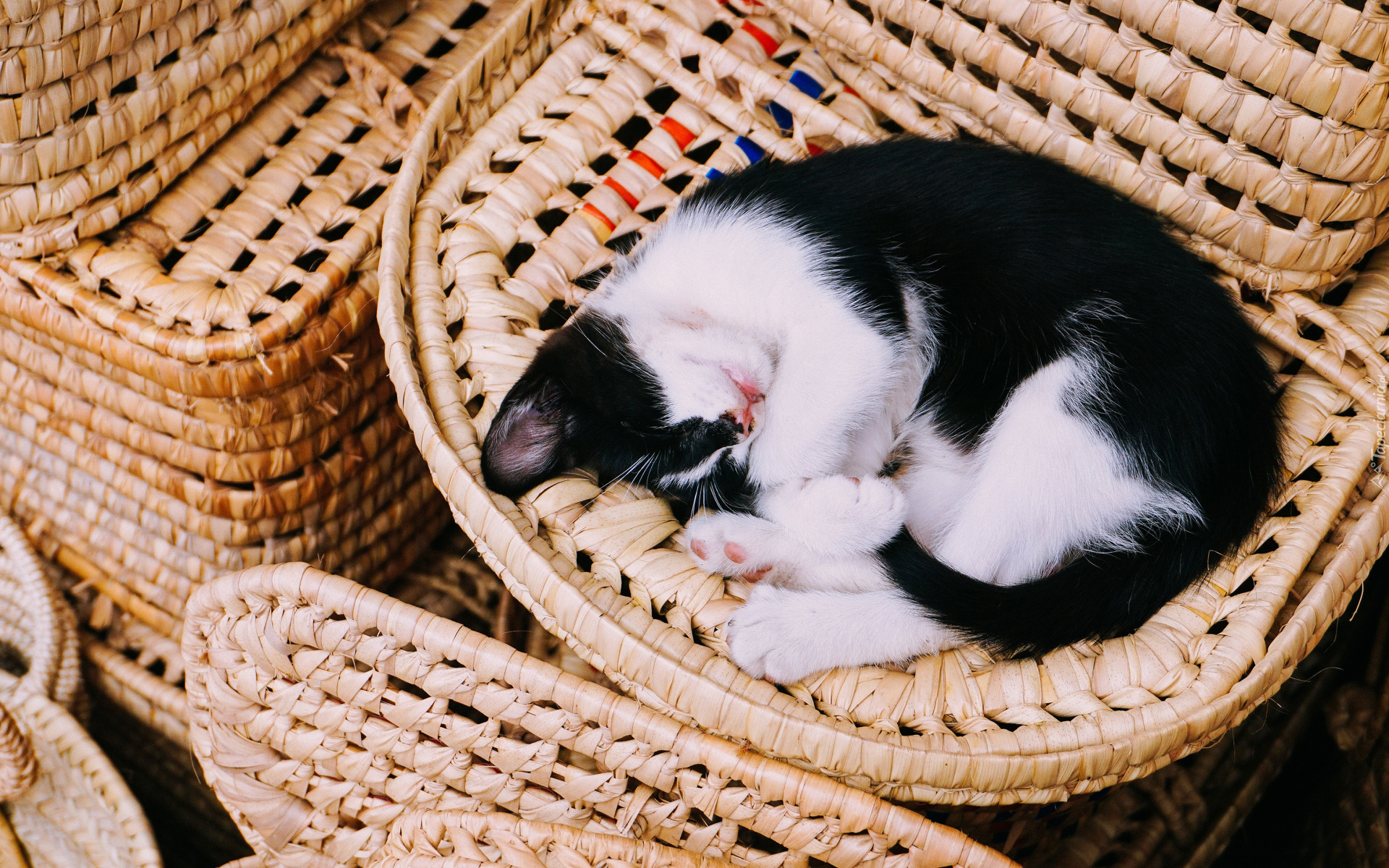 Śpiący, Czarno- biały, Kot, Koszyki