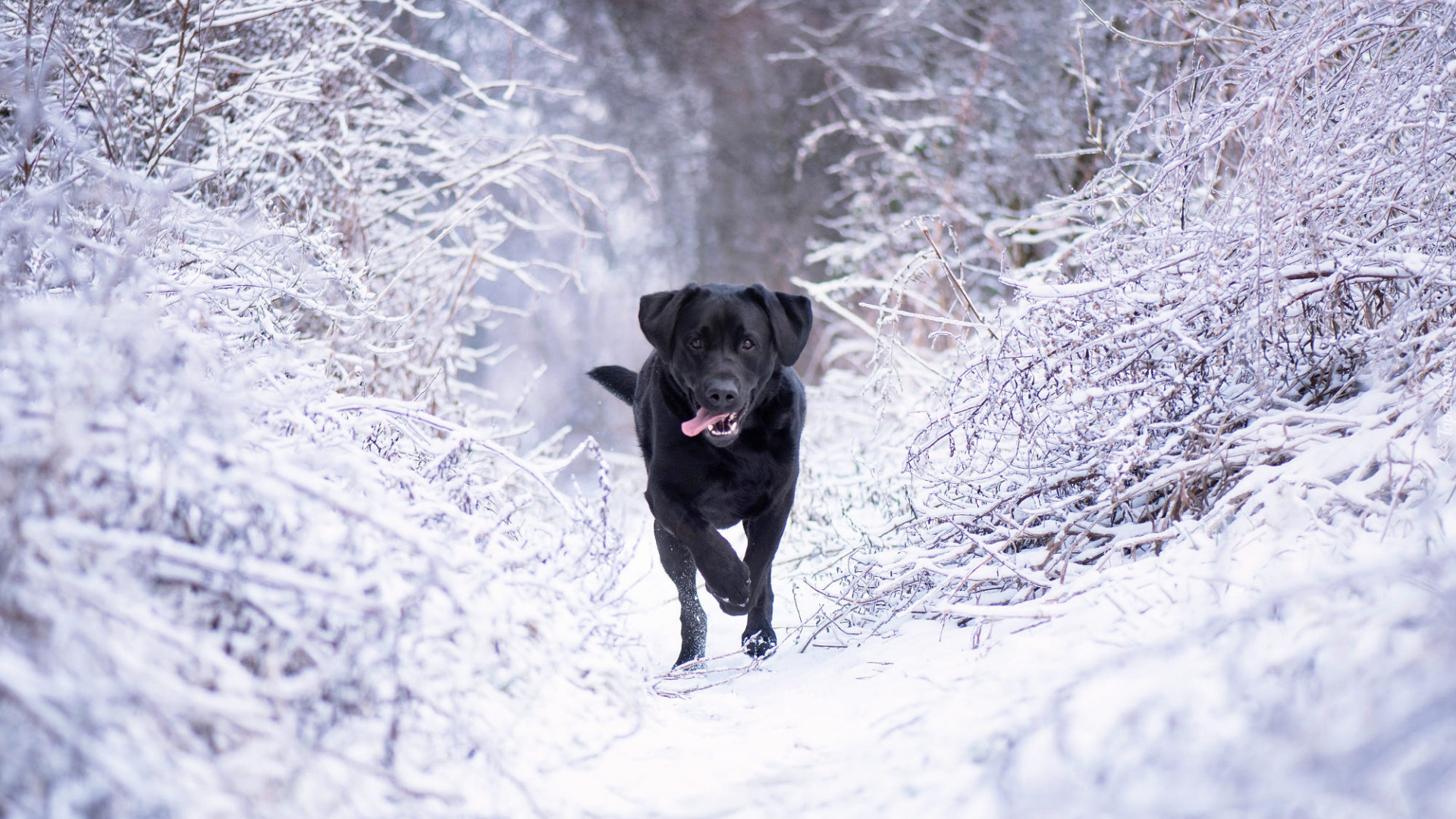 Zima, Czarny, Pies, Labrador retriever, Ośnieżone, Gałęzie