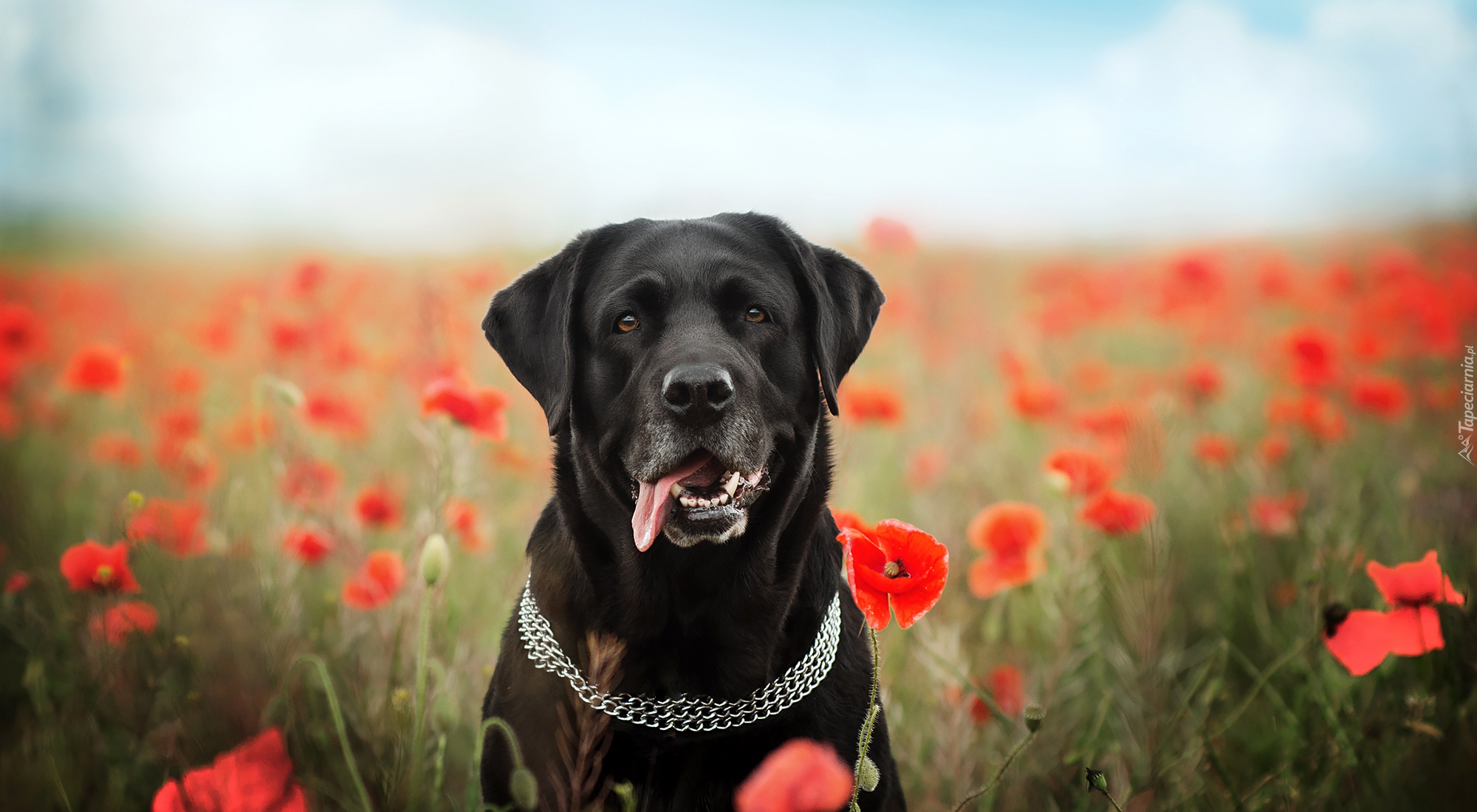 Pies, Labrador retriever, Obroża, Kwiaty, Maki