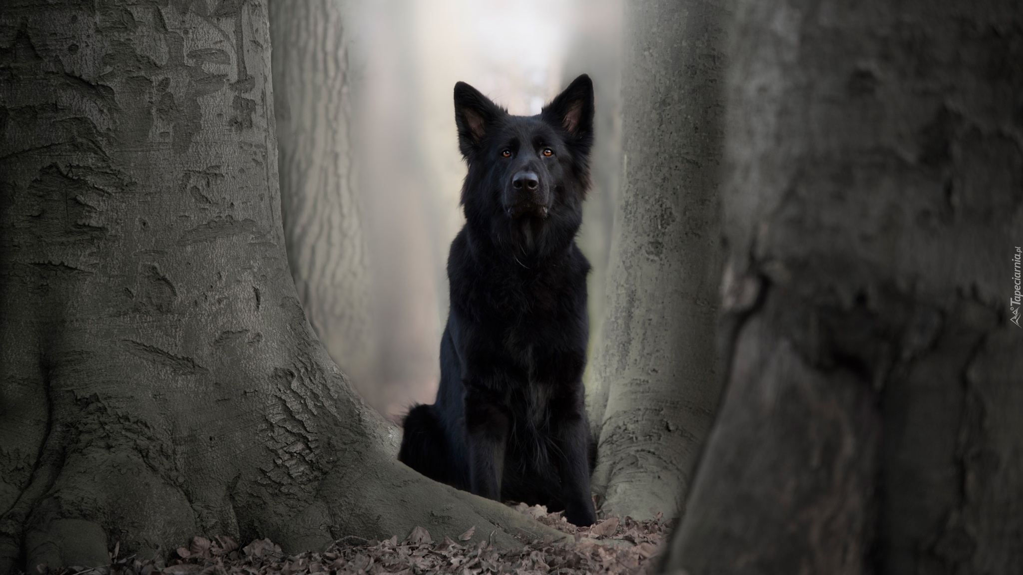 Pies, Czarny owczarek niemiecki, Drzewa
