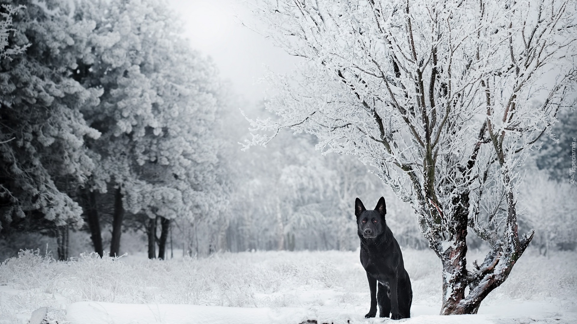 Pies, Czarny owczarek niemiecki, Zima, Drzewa