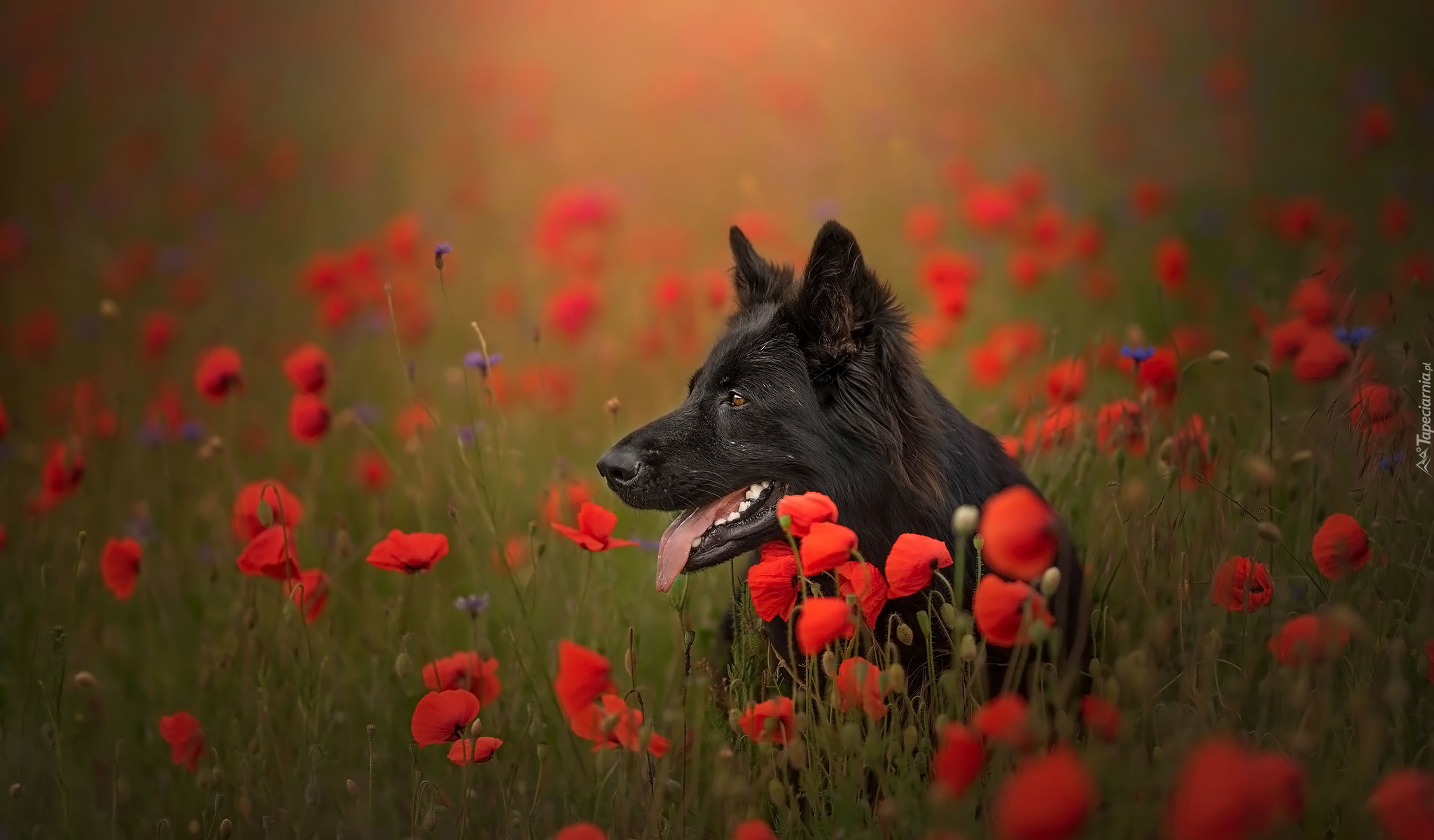 Pies, Czarny owczarek niemiecki, Kwiaty, Maki