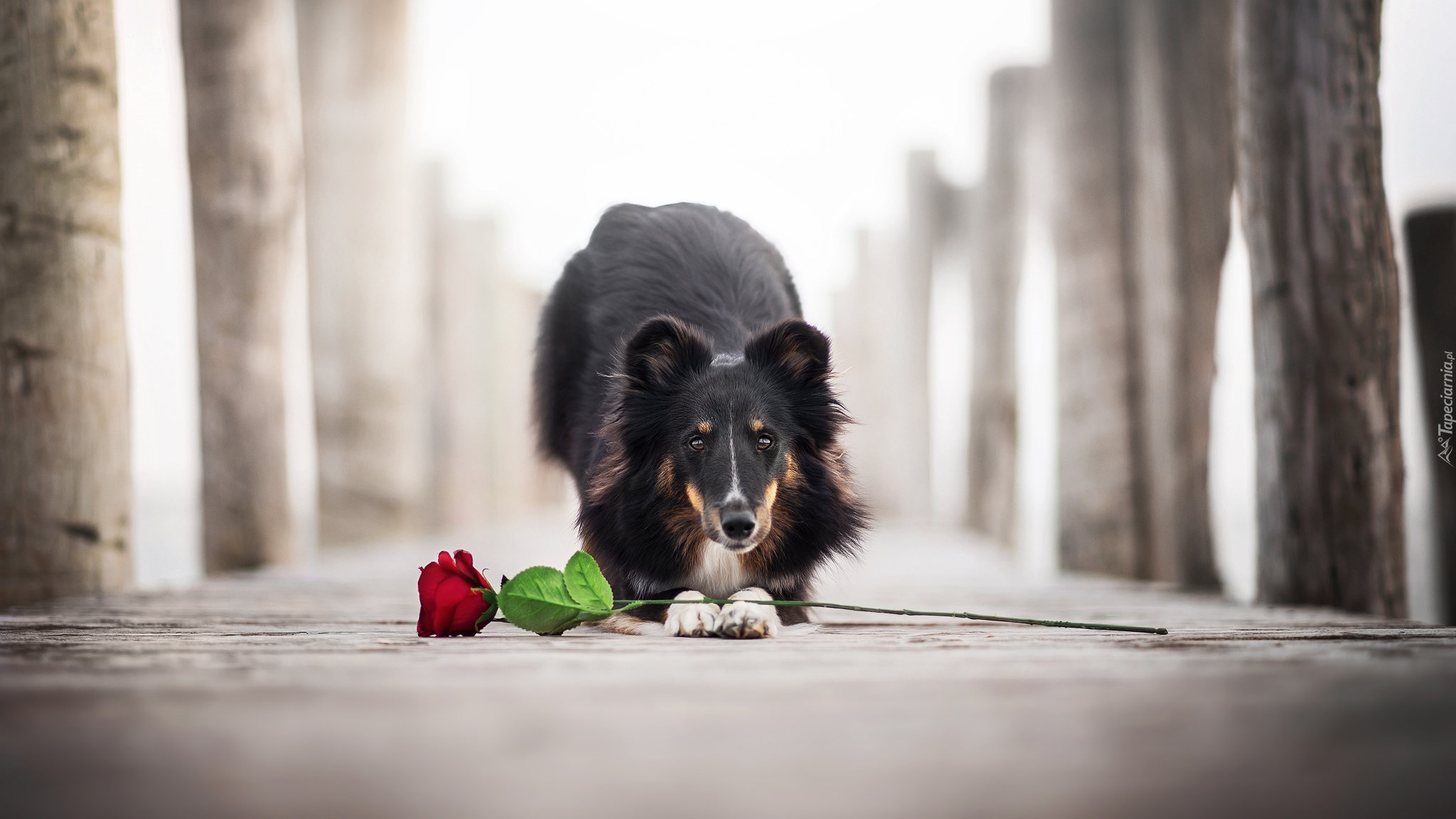 Pies, Owczarek szetlandzki, Kwiat, Róża